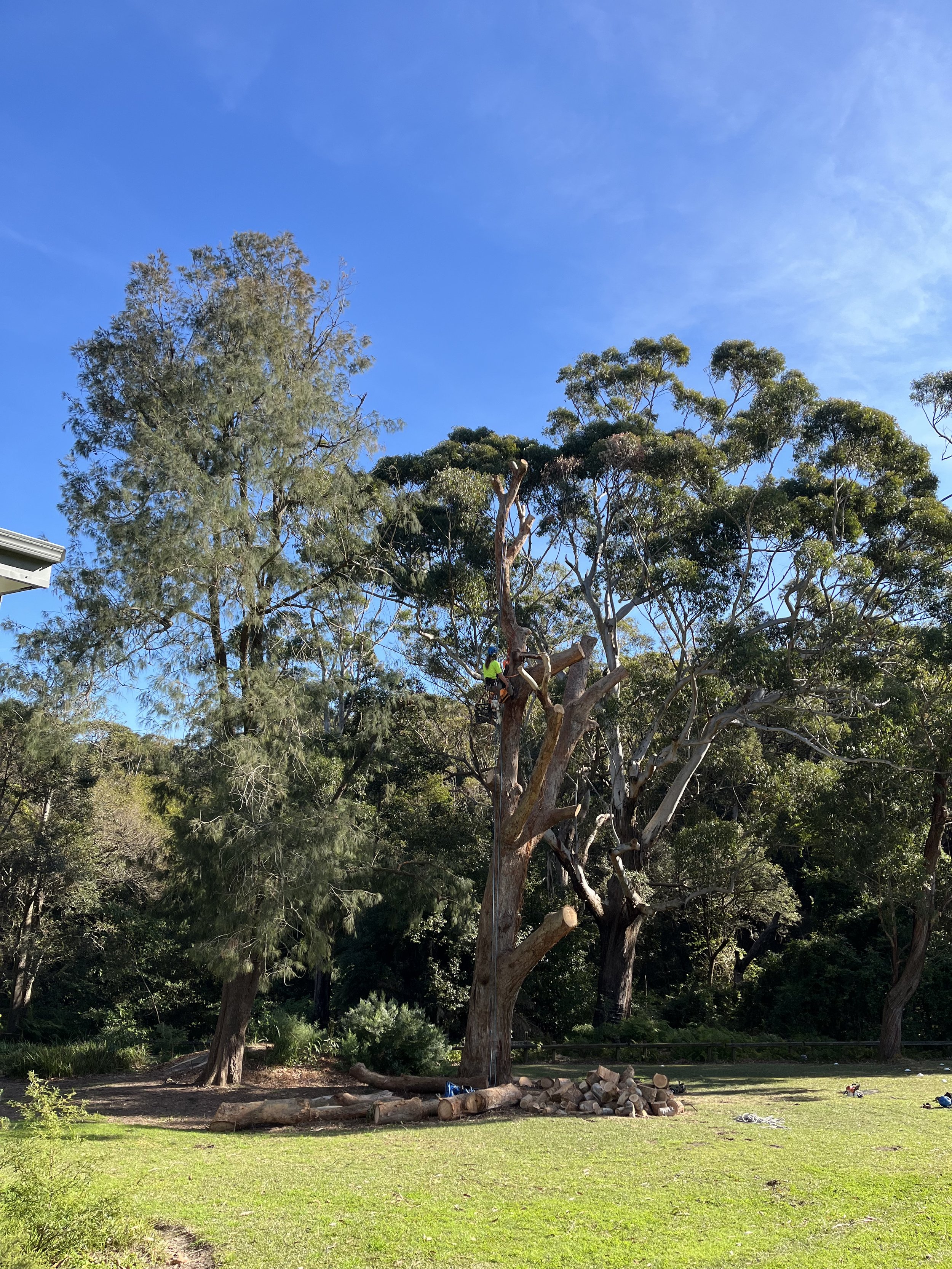 Blackbutt tree at Awabakal being prepared for habitat conversion using Hollowhog tool