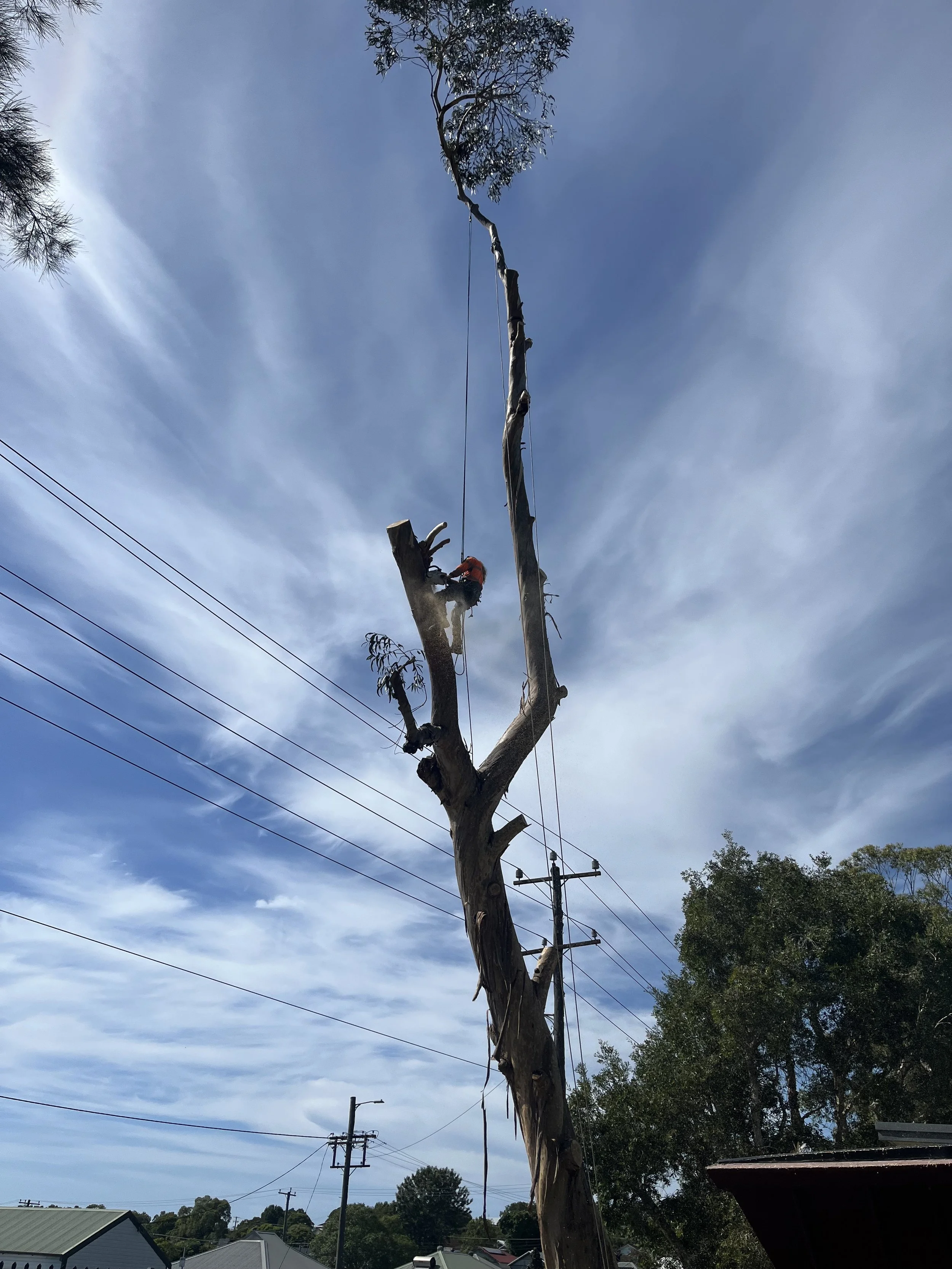 Arborist removing large tree at a school.