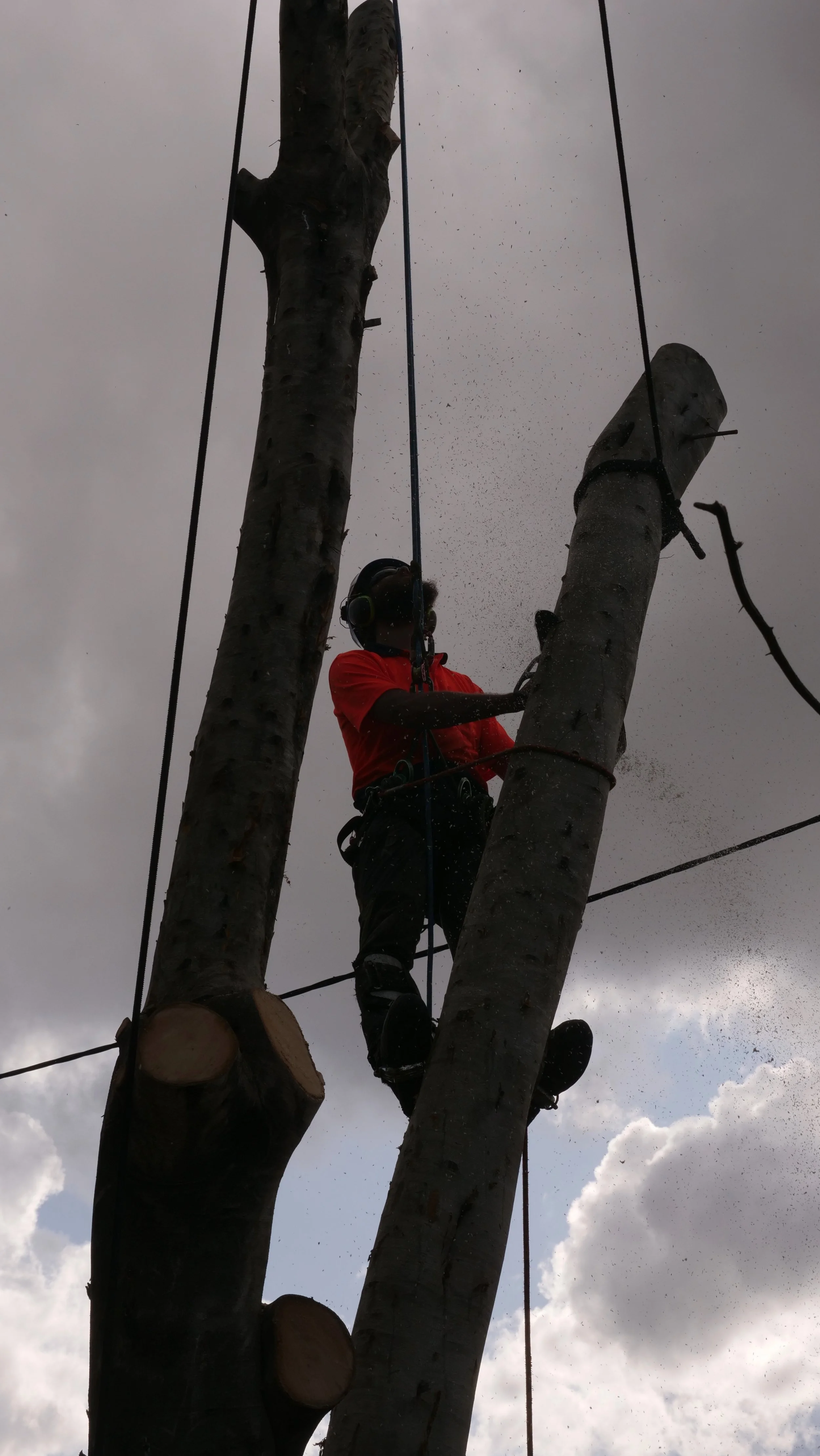 An arborist climbing and trimming a tall tree with a chainsaw against a cloudy sky.