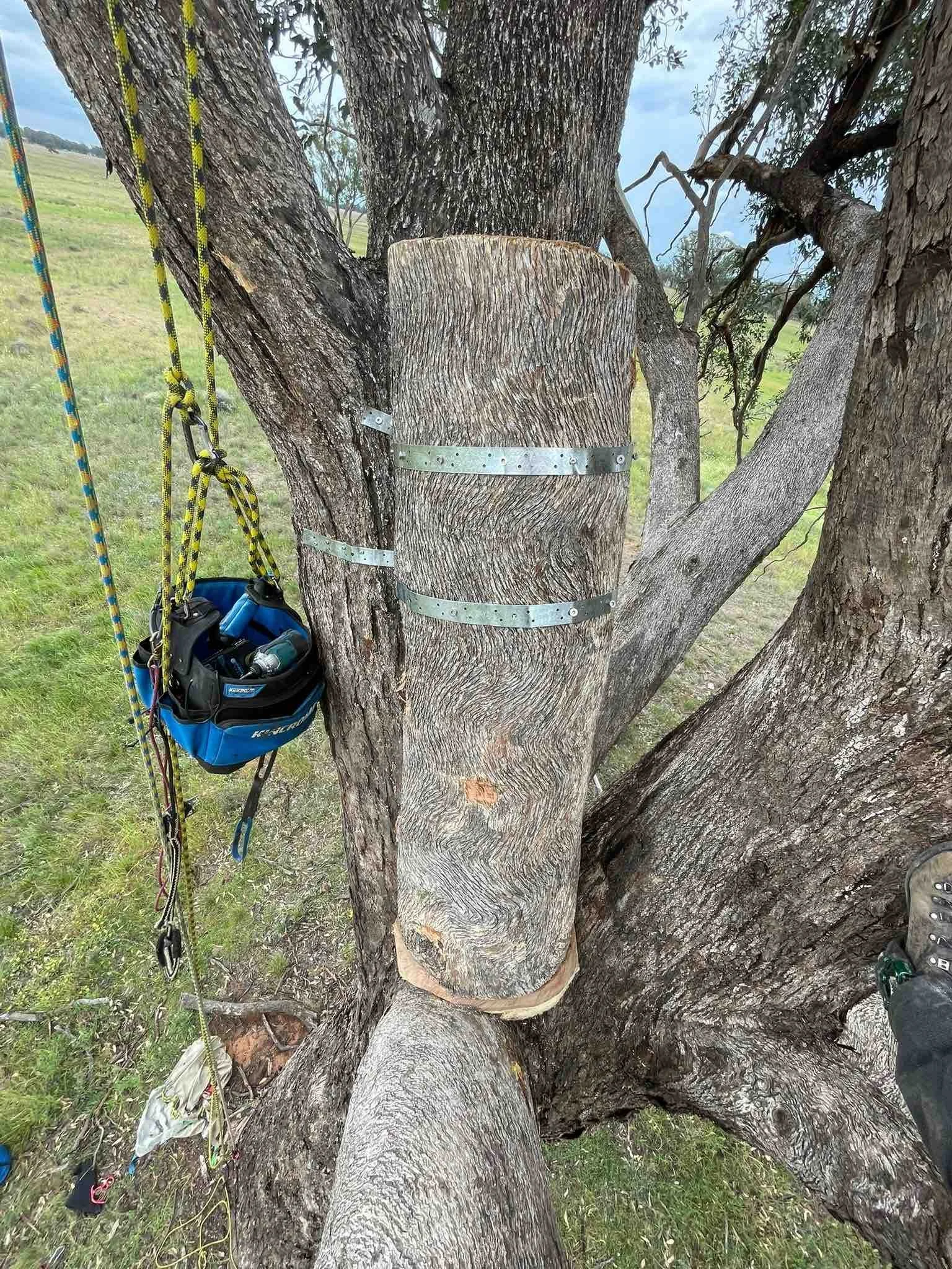 A large tree with its trunk cut at about eye level, with metal support bands around it. Climbing gear and ropes are hanging on the side of the tree.