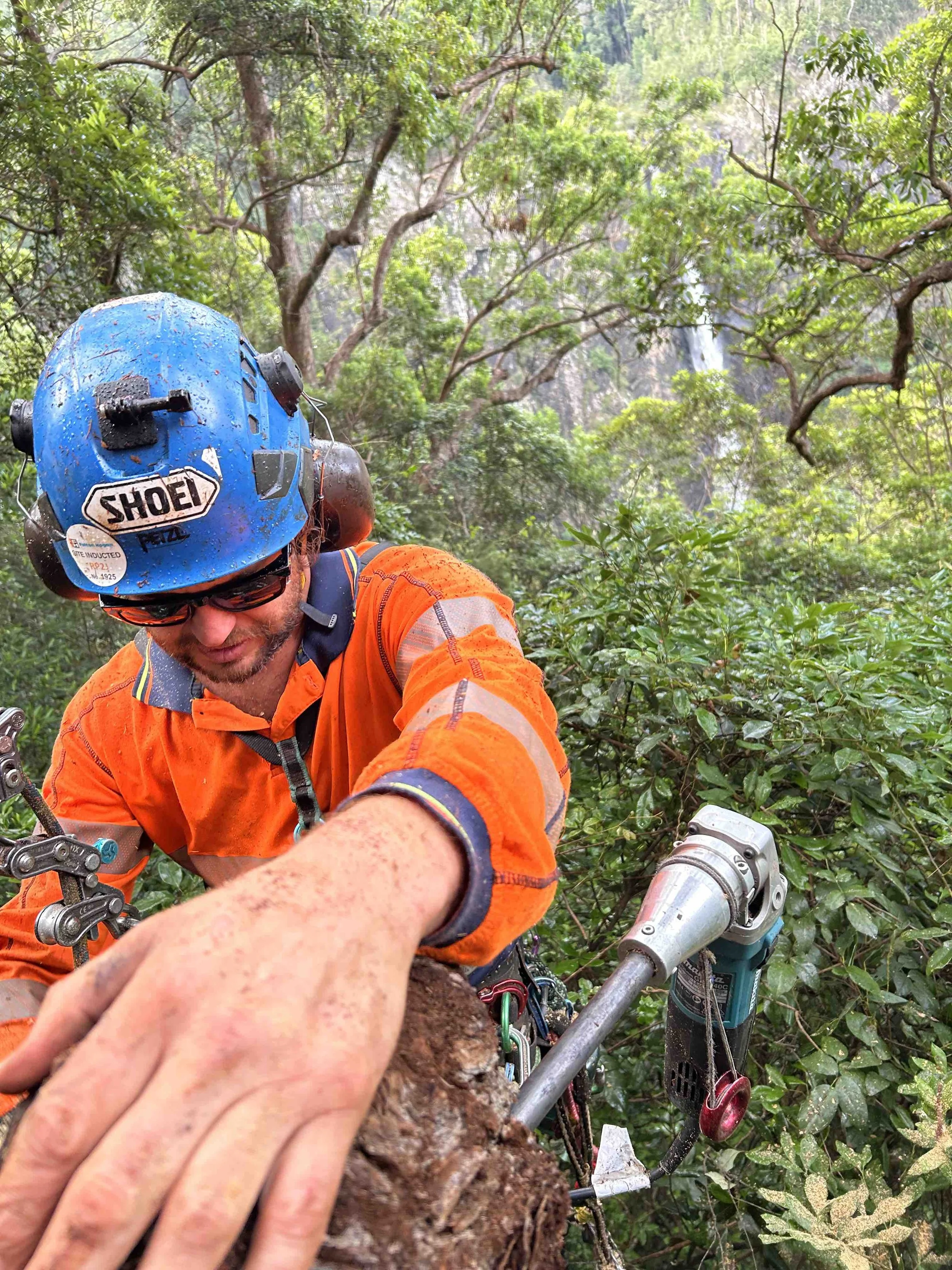 Arborist installing carved hollow with hollow hog tool.
