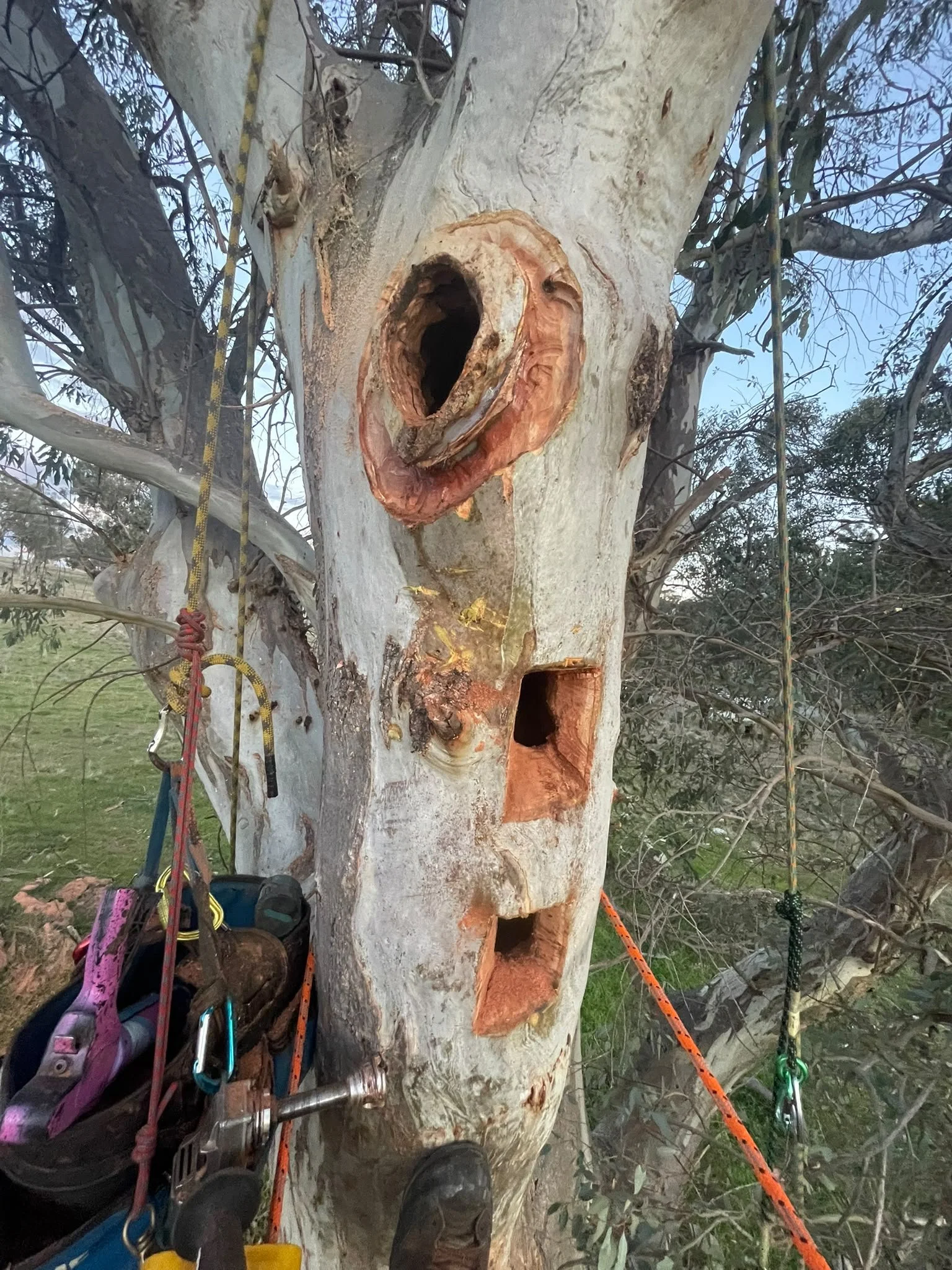 Purpose-built Superb Parrot habitat hollow in Wagga Wagga region