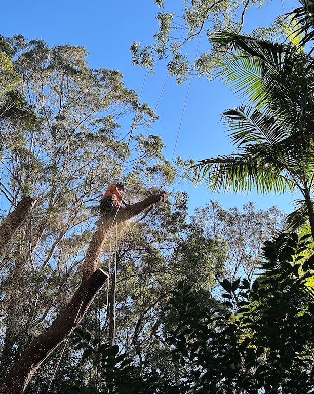A person cutting or trimming a tall tree in a forested area, with blue sky and green leaves surrounding them.