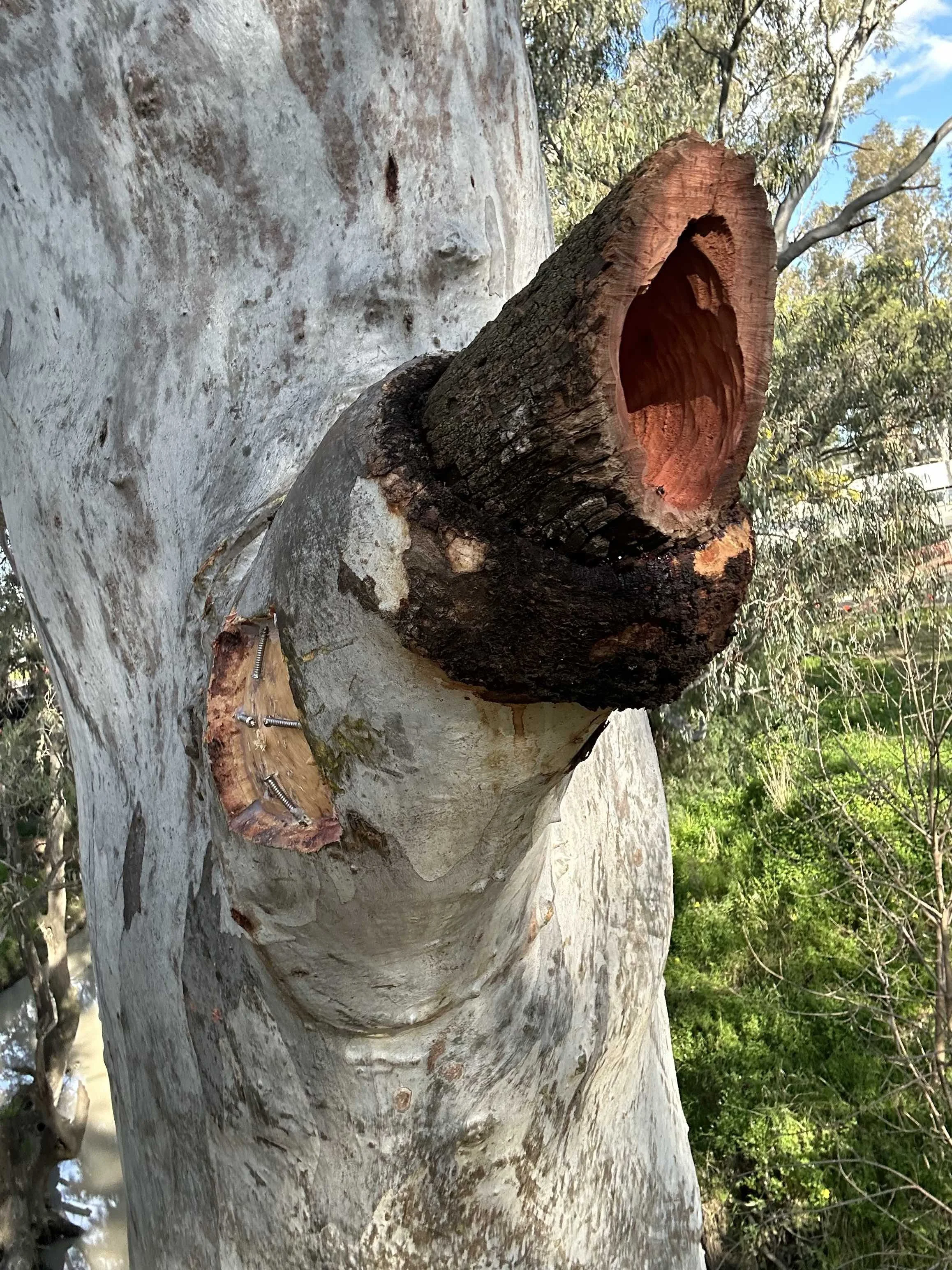Carved wildlife hollow created within a mature tree