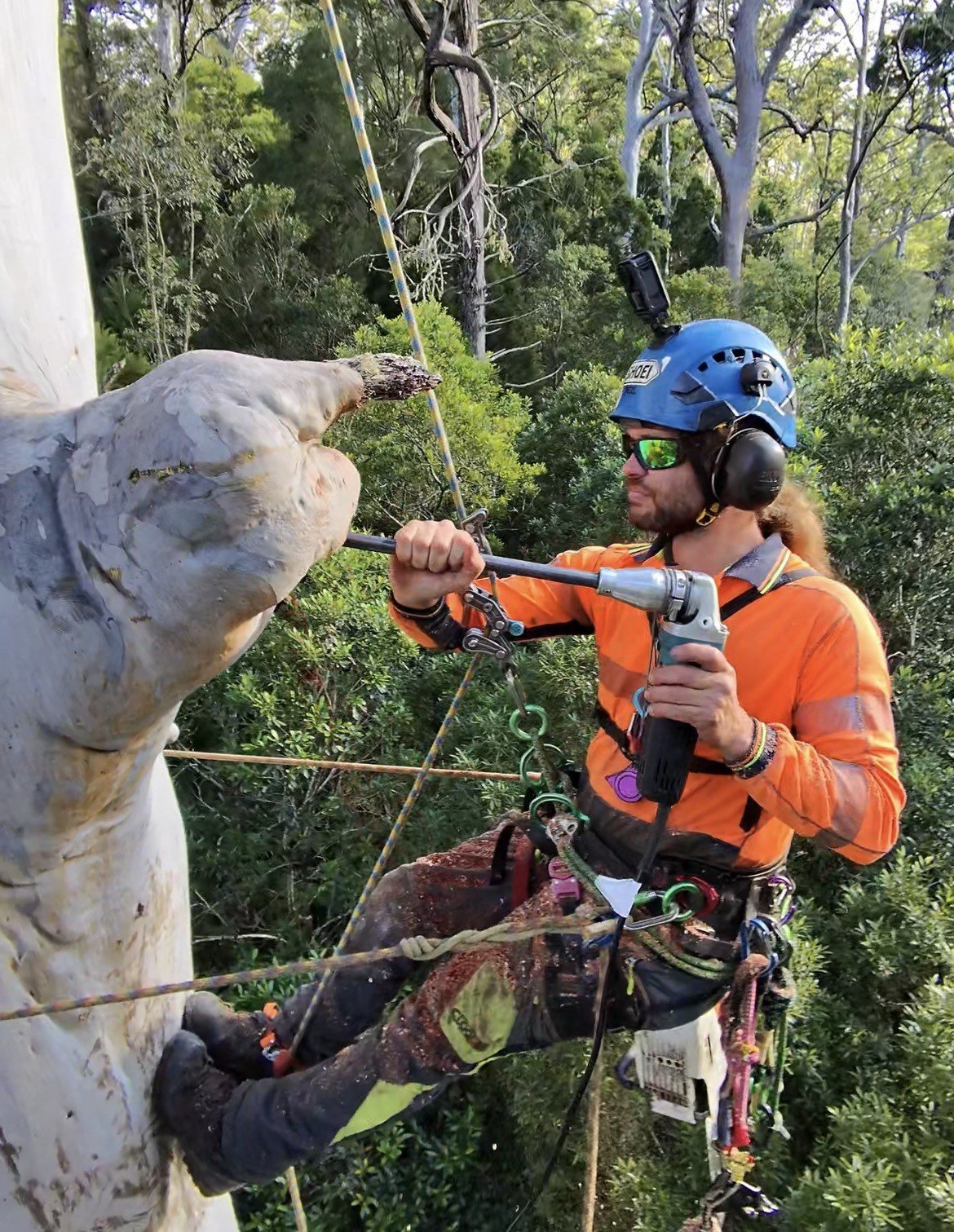 Arborist creating wildlife habitat within a mature tree