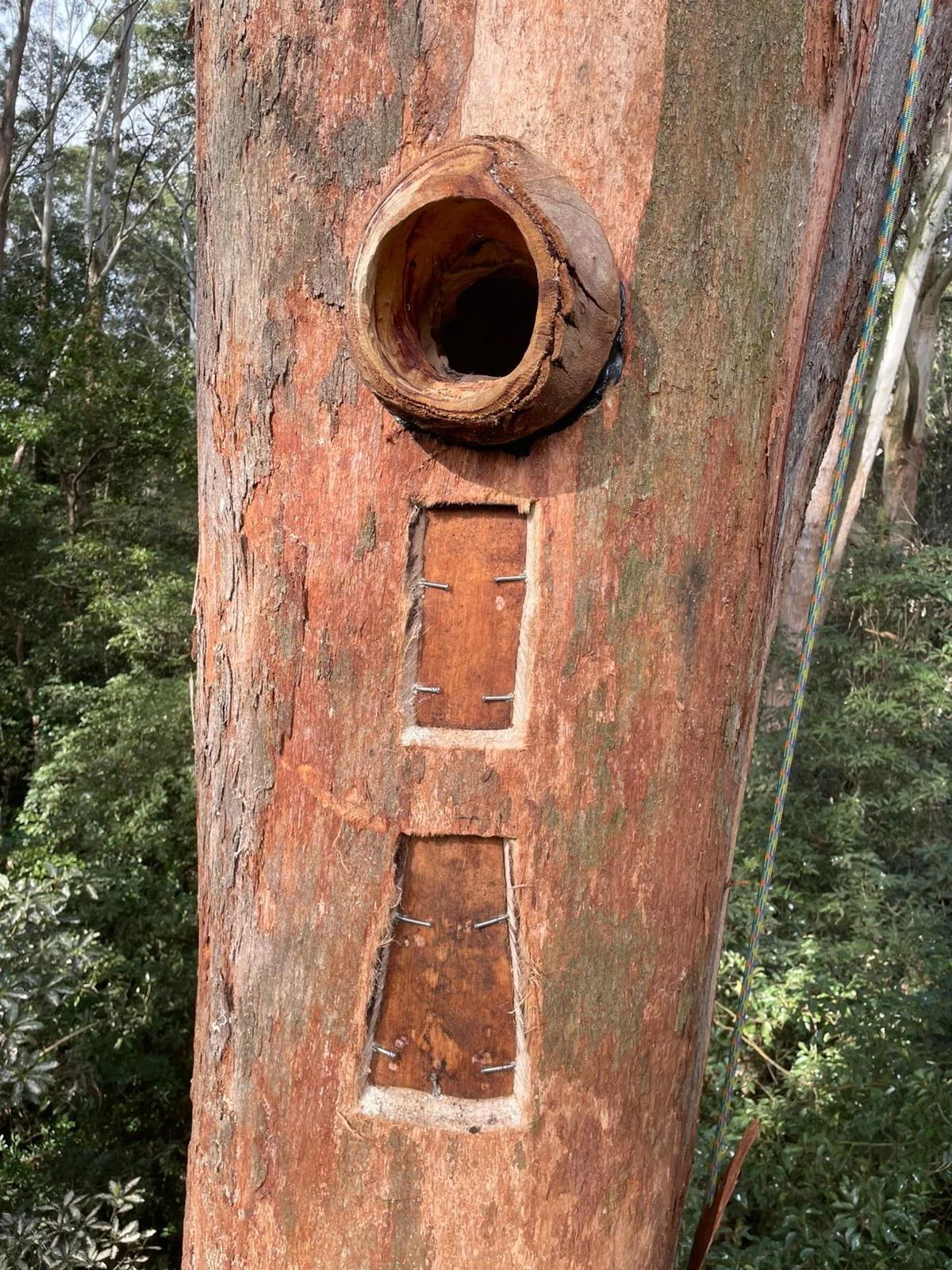 A tall tree with a birdhouse near the top, and three rectangular wooden compartments secured with nails below. The tree's bark is reddish-brown, and there is greenery in the background.
