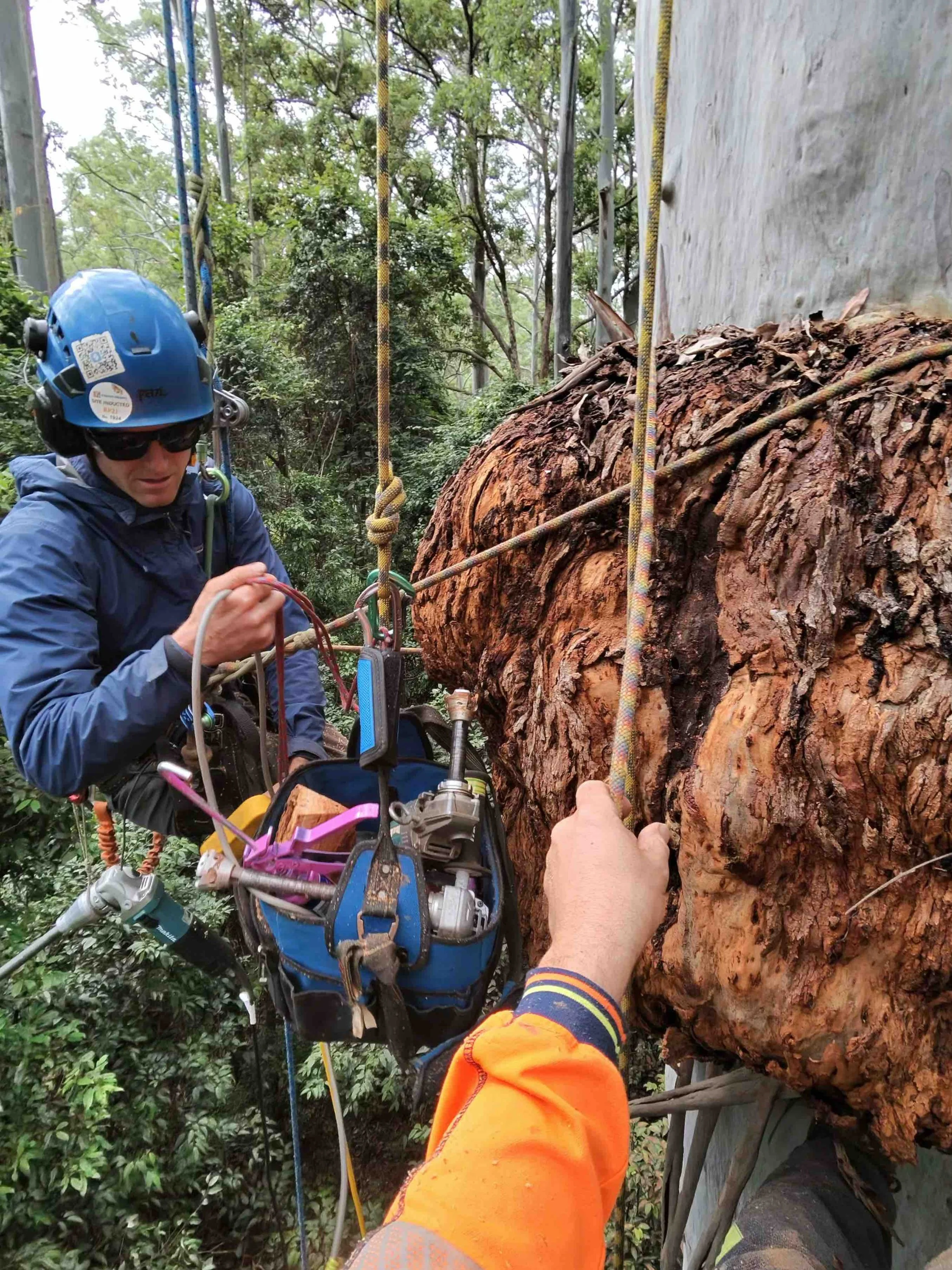 A team of workers in safety gear, including helmets and harnesses, inspecting or working on a large, cut section of a tree trunk secured to a platform with ropes surrounded by greenery.