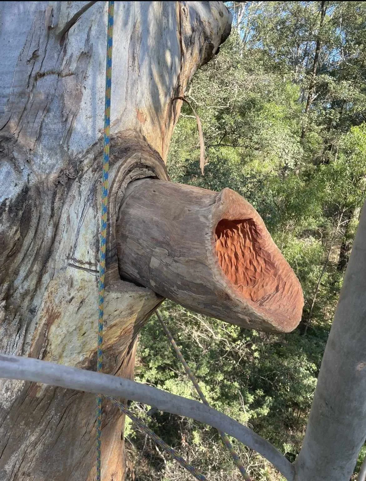 A large tree trunk with a hollowed-out section that has a reddish interior, surrounded by green foliage and some safety ropes and metal scaffolding.