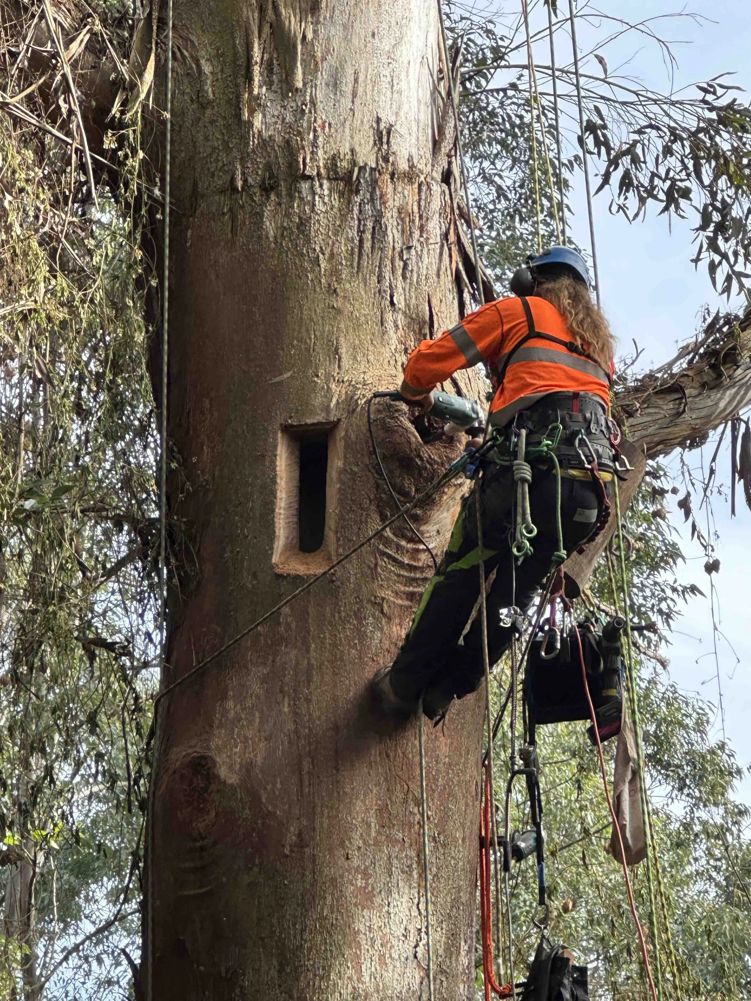Arborist creating a carved wildlife hollow for habitat augmentation in Parramatta
