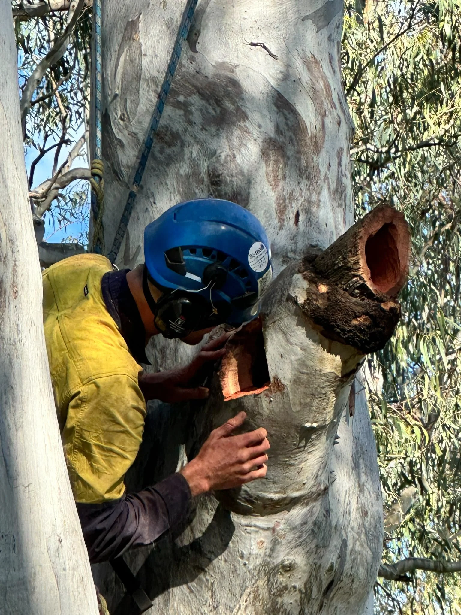 Habitat tree works for Transport for NSW in Wagga Wagga