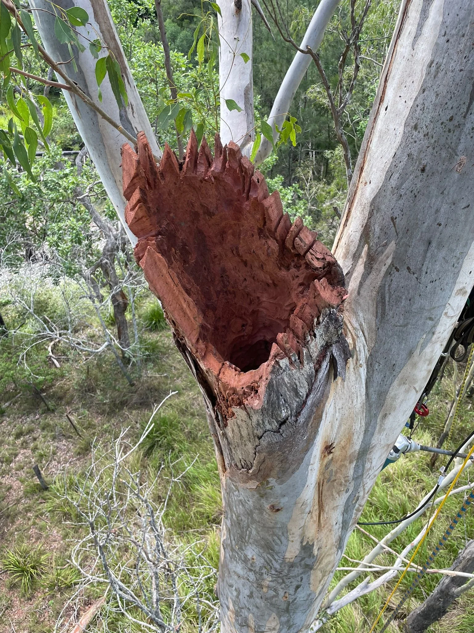A eucalyptus tree with a large, carved-out, hollow section in its trunk, surrounded by green foliage and grass.