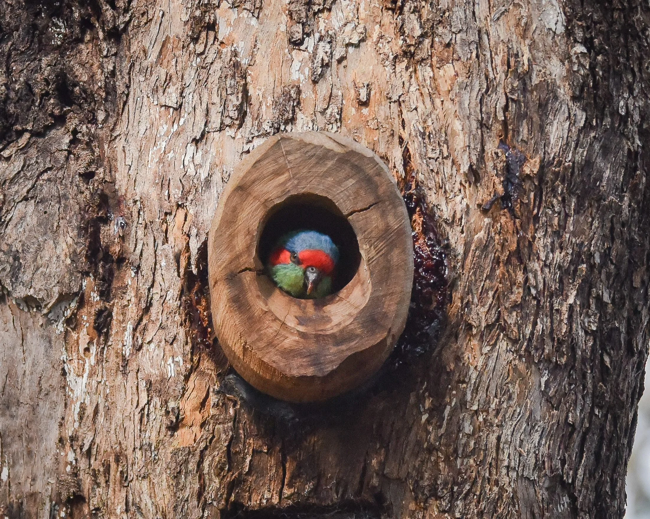 Musk Lorikeet using a purpose-built tree hollow in Blacktown NSW