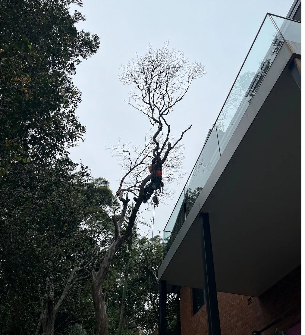 Park worker trimming a tall, leafless tree next to a modern building with glass balcony railing.