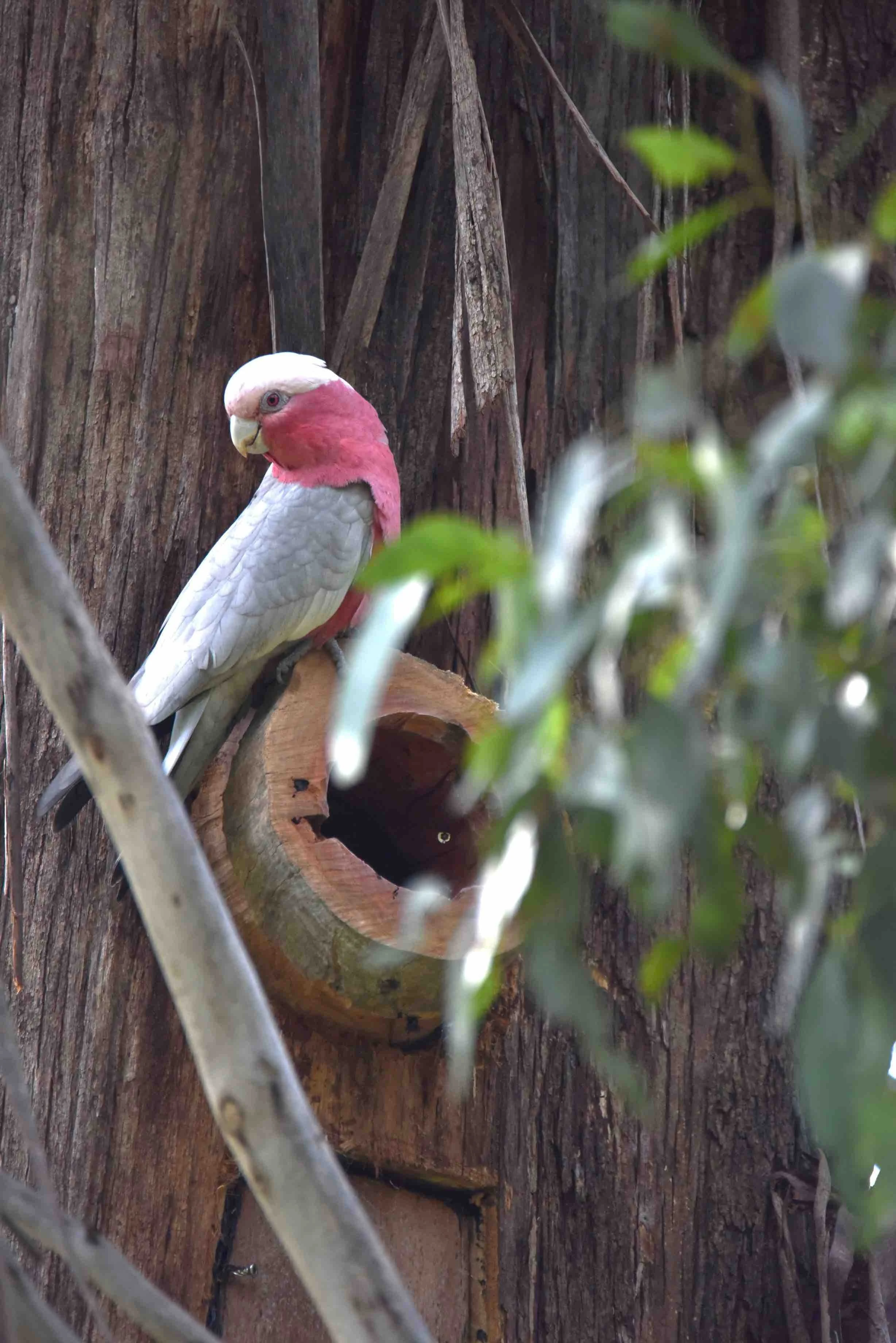 A pink and white bird perched on a branch in front of a tree trunk, with some leaves and branches partially obscuring the view.