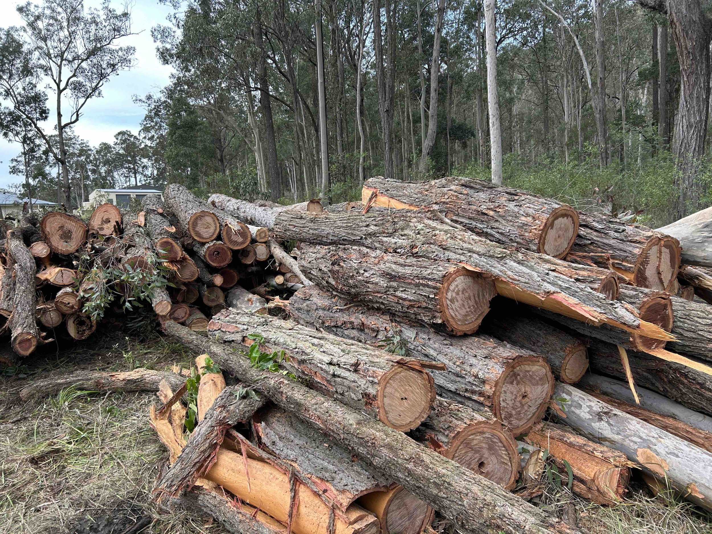 A pile of cut logs and fallen branches in a wooded area with tall trees and greenery in the background.