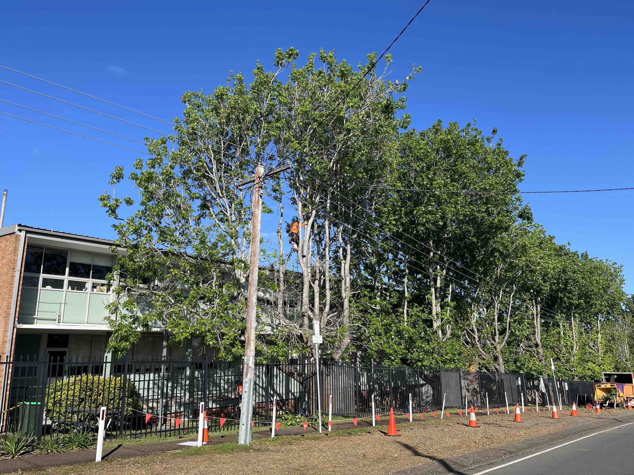A worker climbing a tree with a harness and helmet, surrounded by green trees and blue sky. There are power lines running across the image and a building with balcony at the bottom left corner.