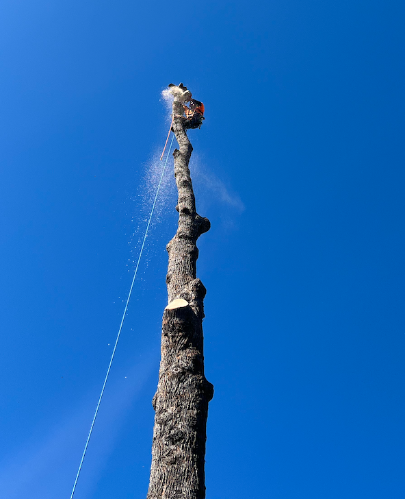 Lineman cutting a tall tree with a chainsaw against a clear blue sky.