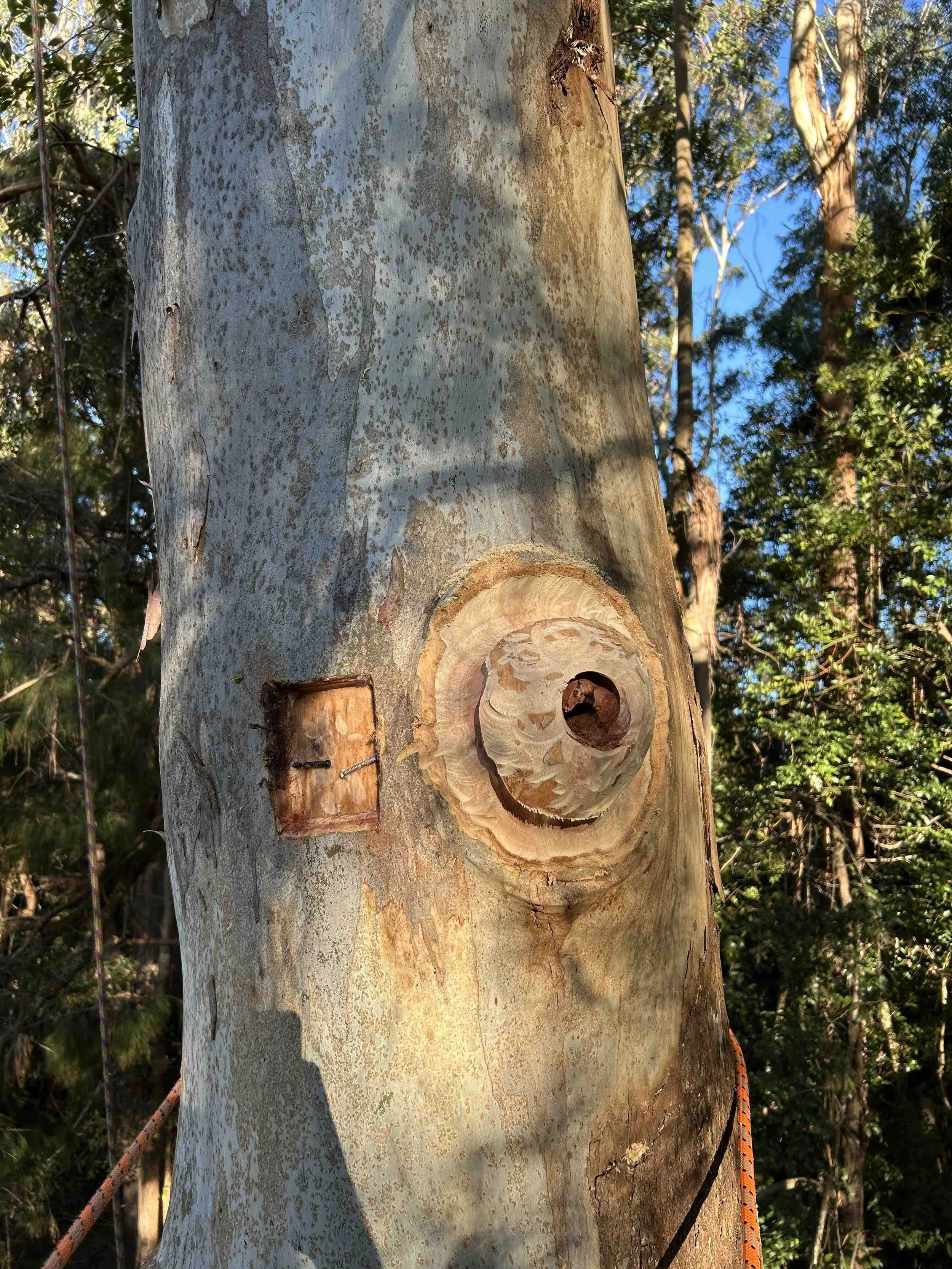 Purpose-built habitat hollow integrated within the tree