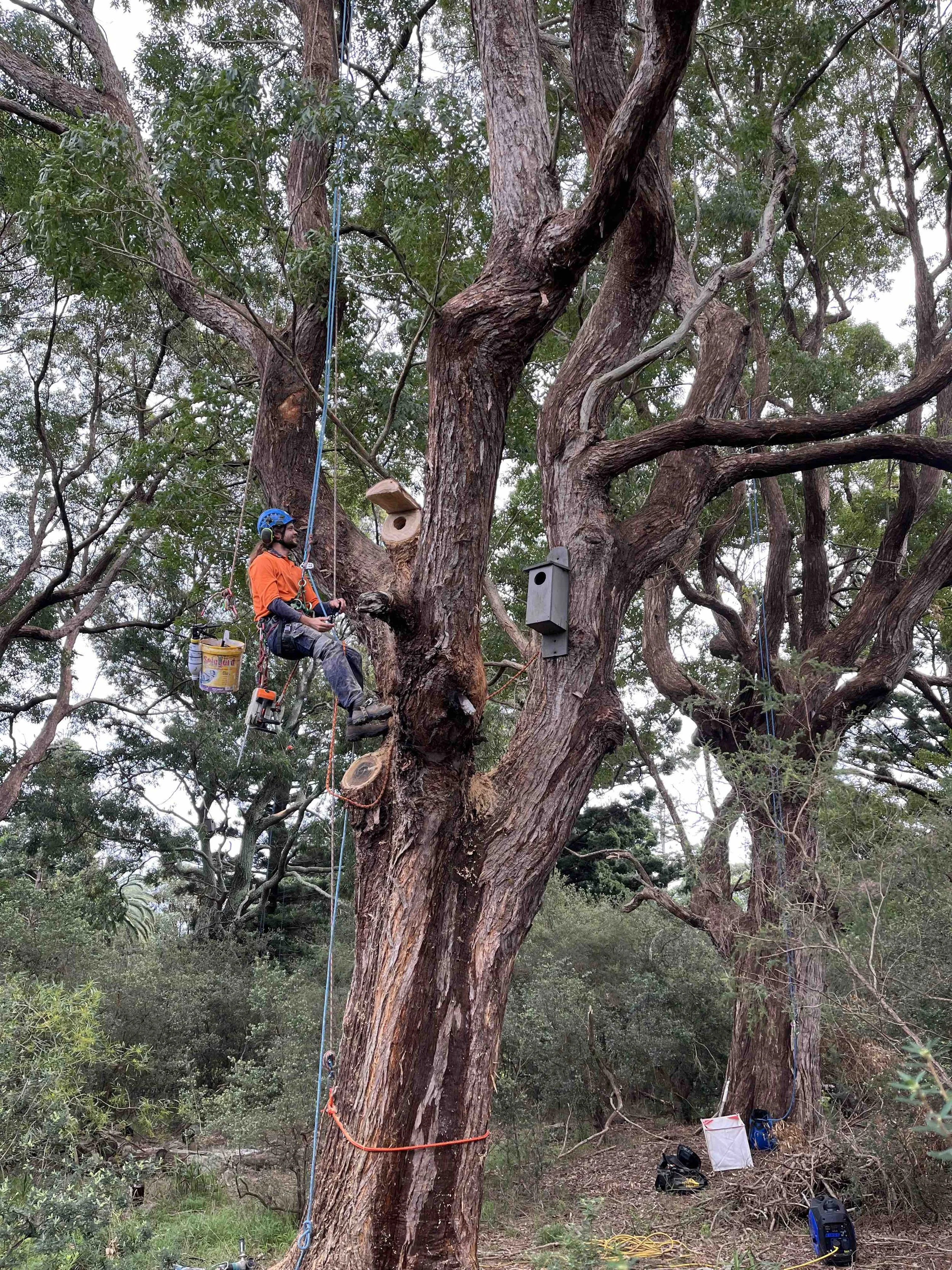 Wildlife habitat installation during City of Sydney ecological works