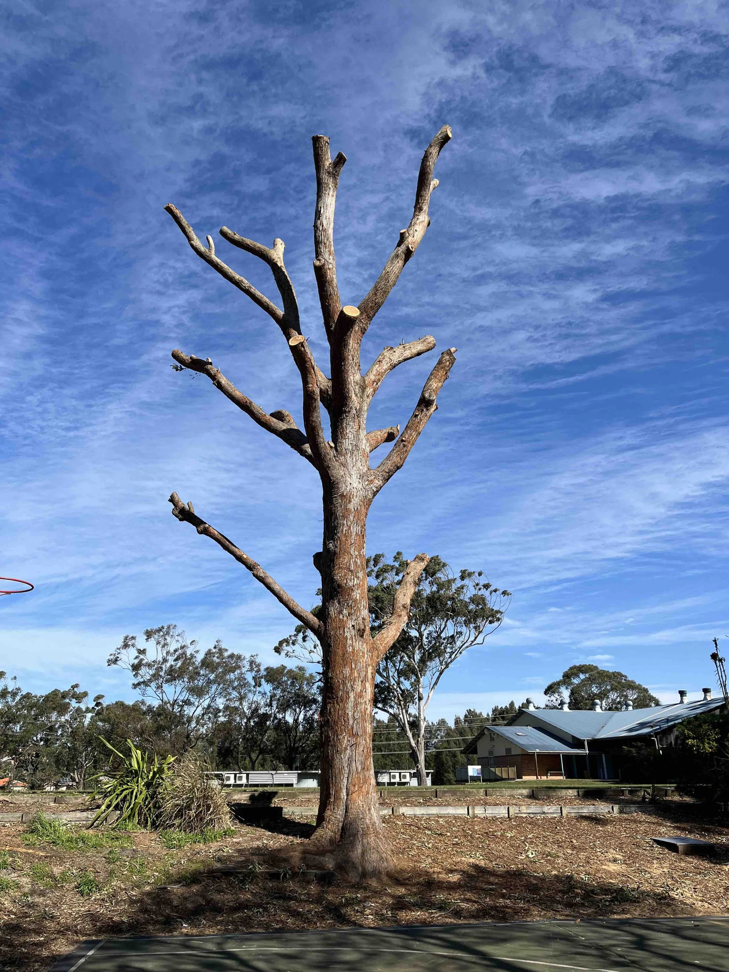 A tall, leafless tree with a thick trunk and a few remaining branches stands in an open area. In the background, there are other trees, some with leaves, and a building with a metal roof. The sky is mostly clear with some wispy clouds.