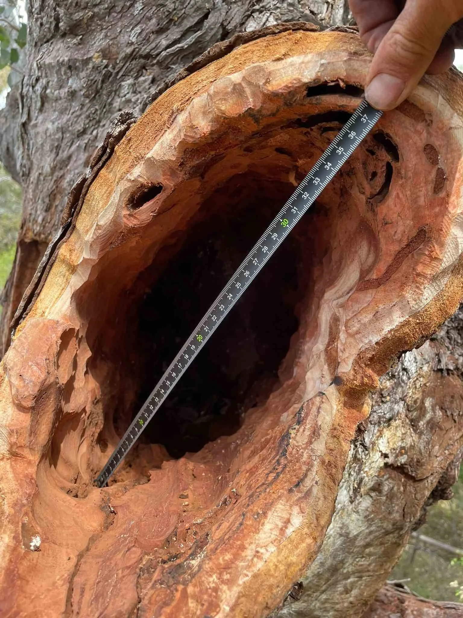 Close-up of a tree trunk with a large hollowed opening. A person's hand is measuring the diameter of the opening with a measuring tape. The tree bark is rough and textured, with visible cracks and ridges.