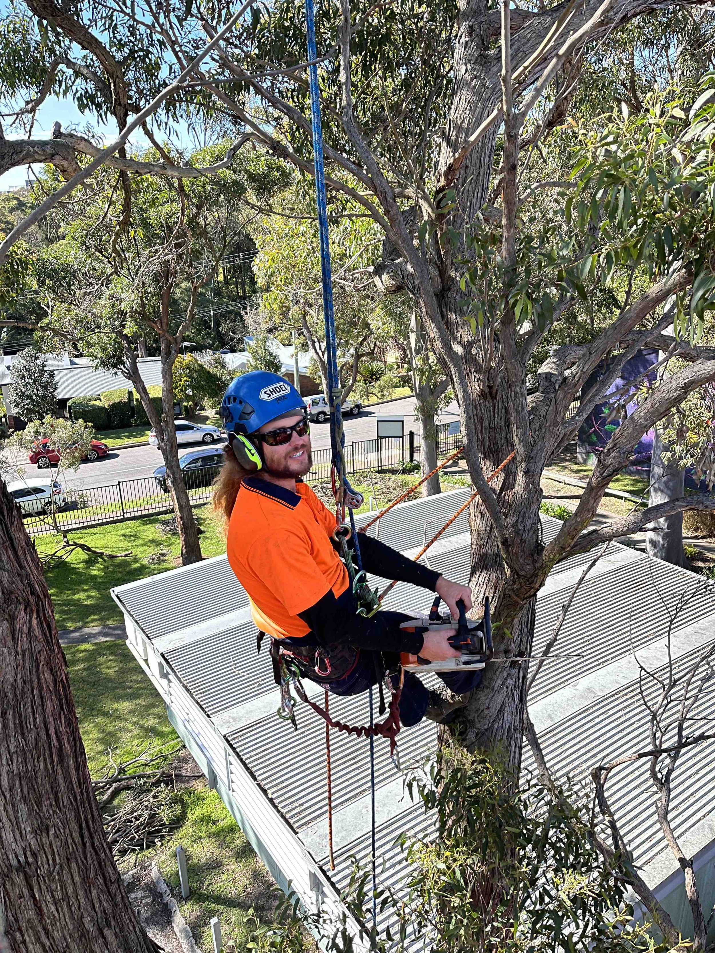 Arborist climbing tree to prune it.