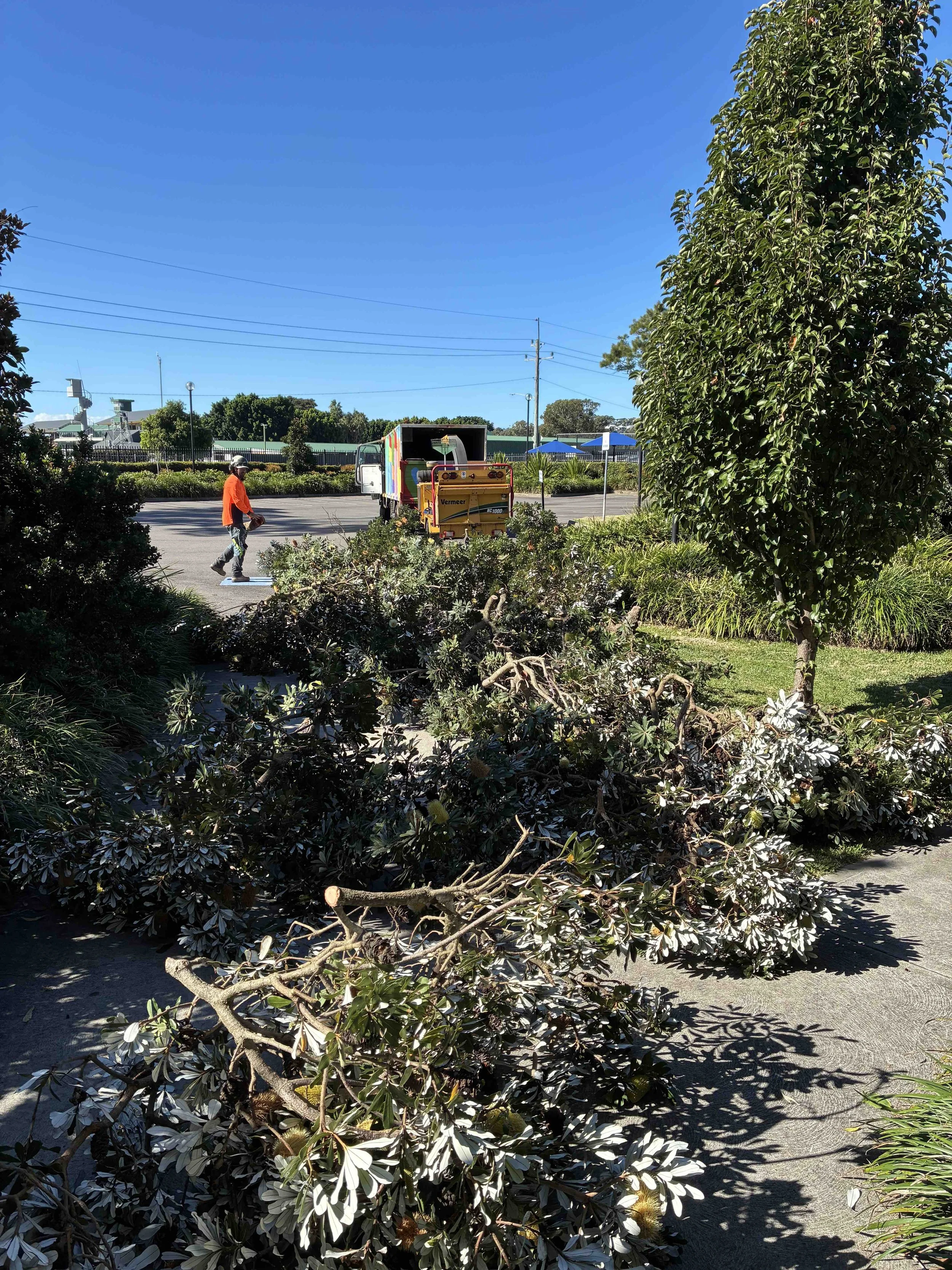 A fallen branch in front of a parking lot with a person walking, trees, a truck, and blue umbrellas under a clear bright blue sky.