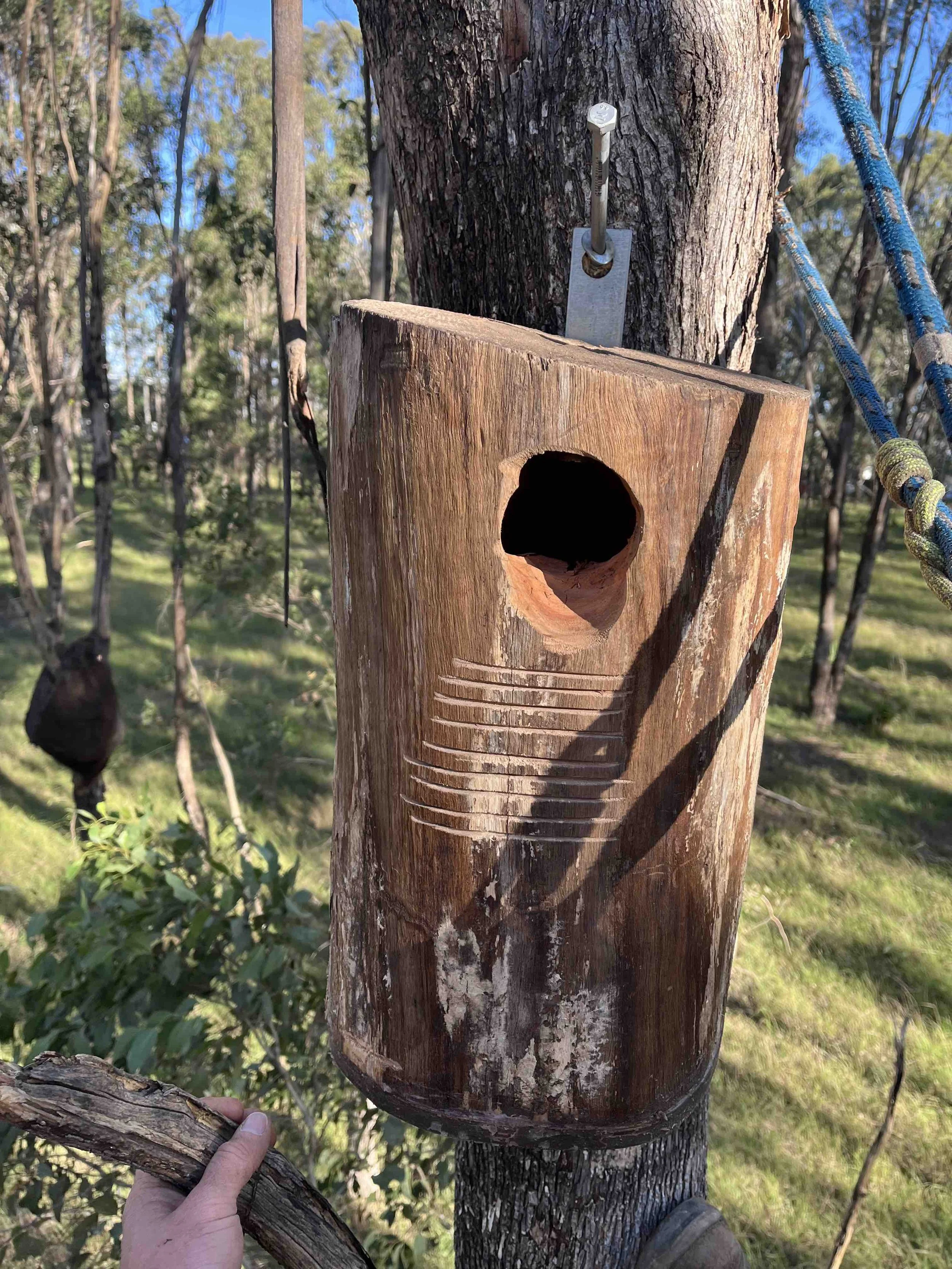 A person holding a branch with a wooden birdhouse mounted on a tree trunk in a forested area during daylight. The birdhouse has a circular entrance hole and carved decorative rings below it. The tree has a metal bracket and a bolt securing the birdhouse, with blue ropes tied to the branches.