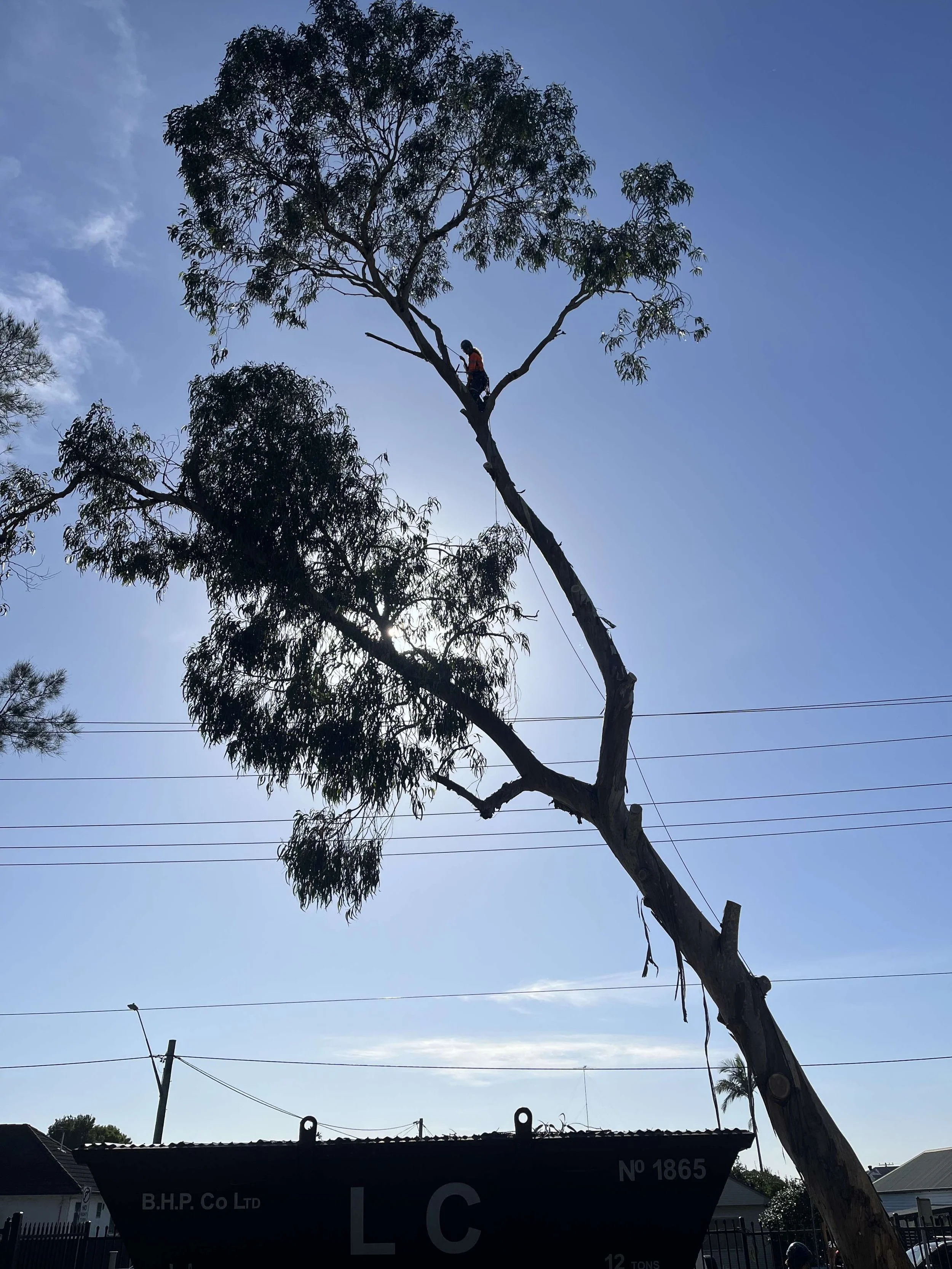 Large tree removal at NSEW state school. 