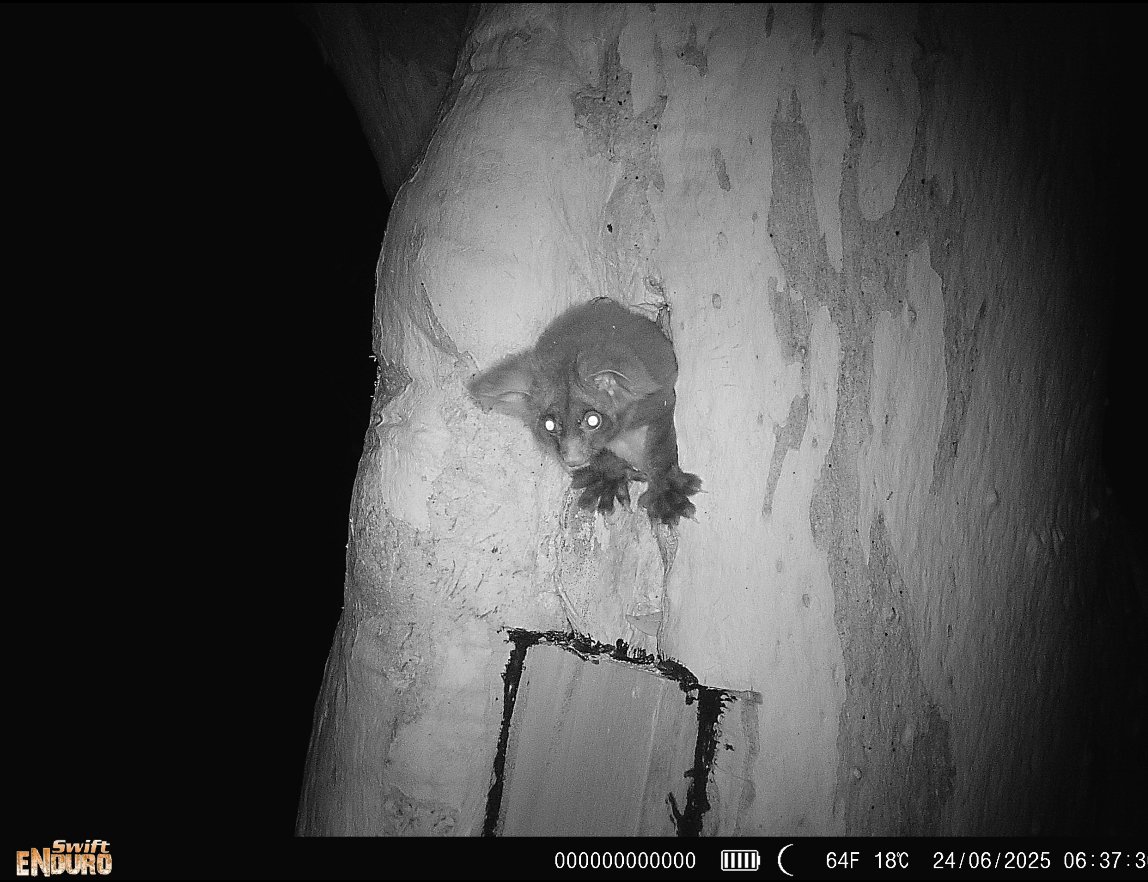 Greater Glider using a purpose-built wildlife hollow created for MidCoast Council