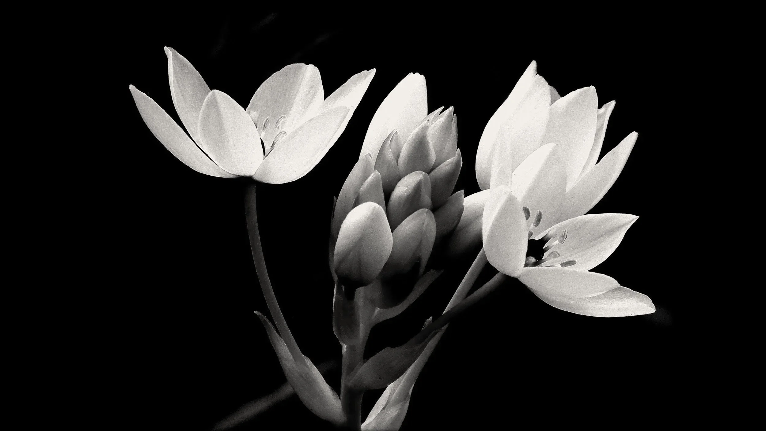Black and white close-up of flowers with multiple petals, some in bloom and some buds, against a dark background.