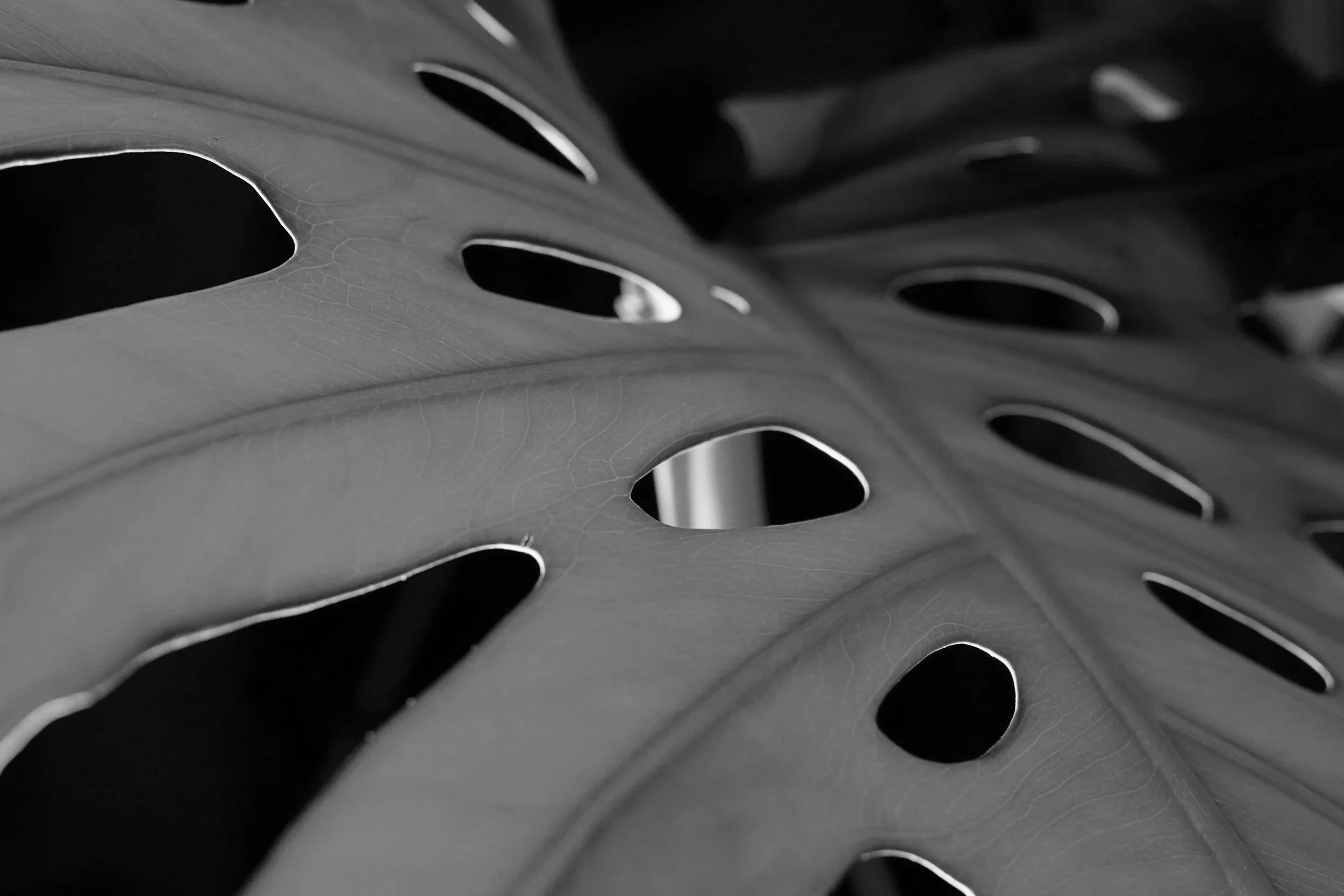Close-up of a monstera leaf in black and white