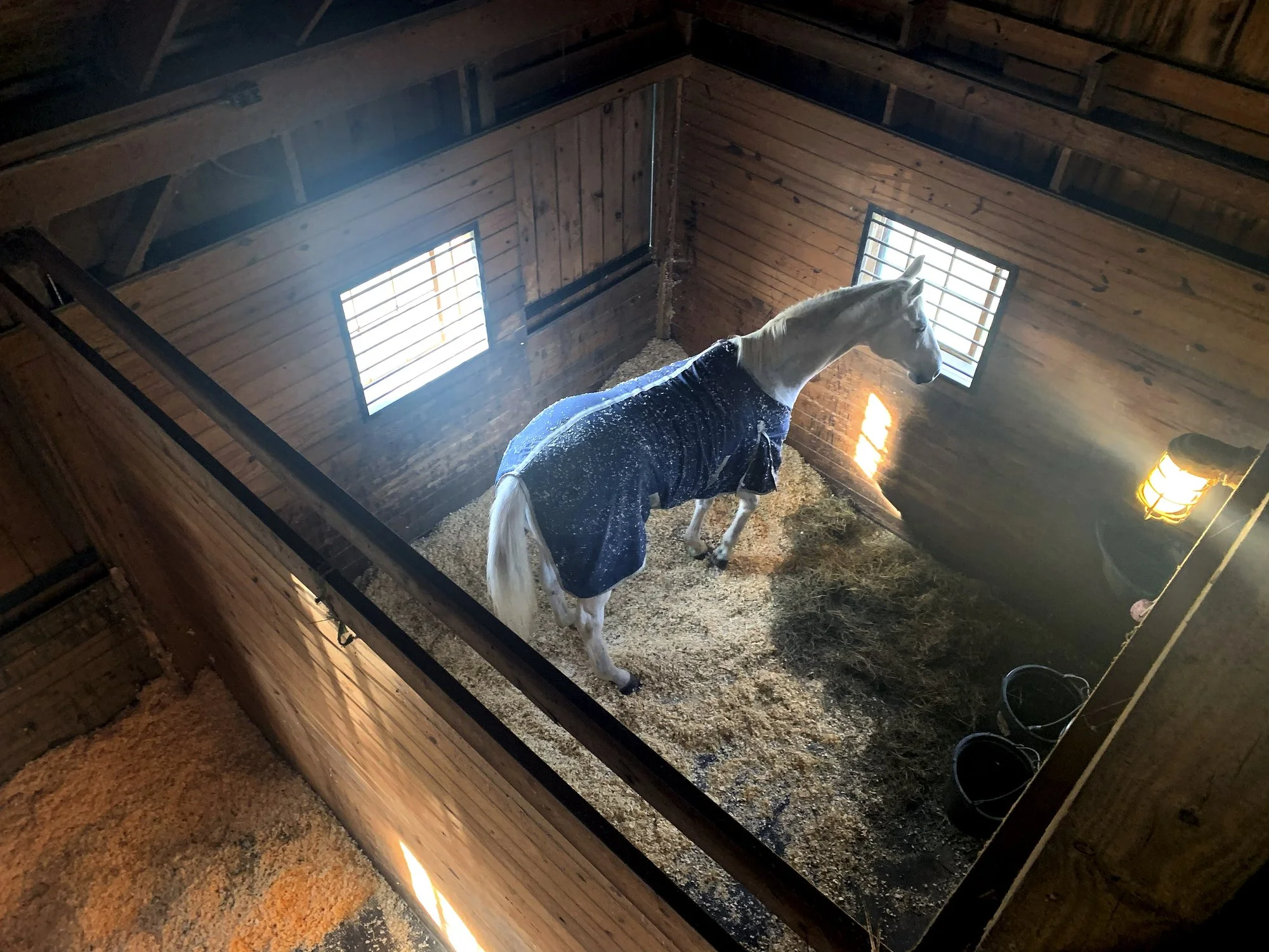 A white horse wearing a blanket inside a wooden barn, with barred windows allowing natural light to enter. remote camera monitoring barn camera