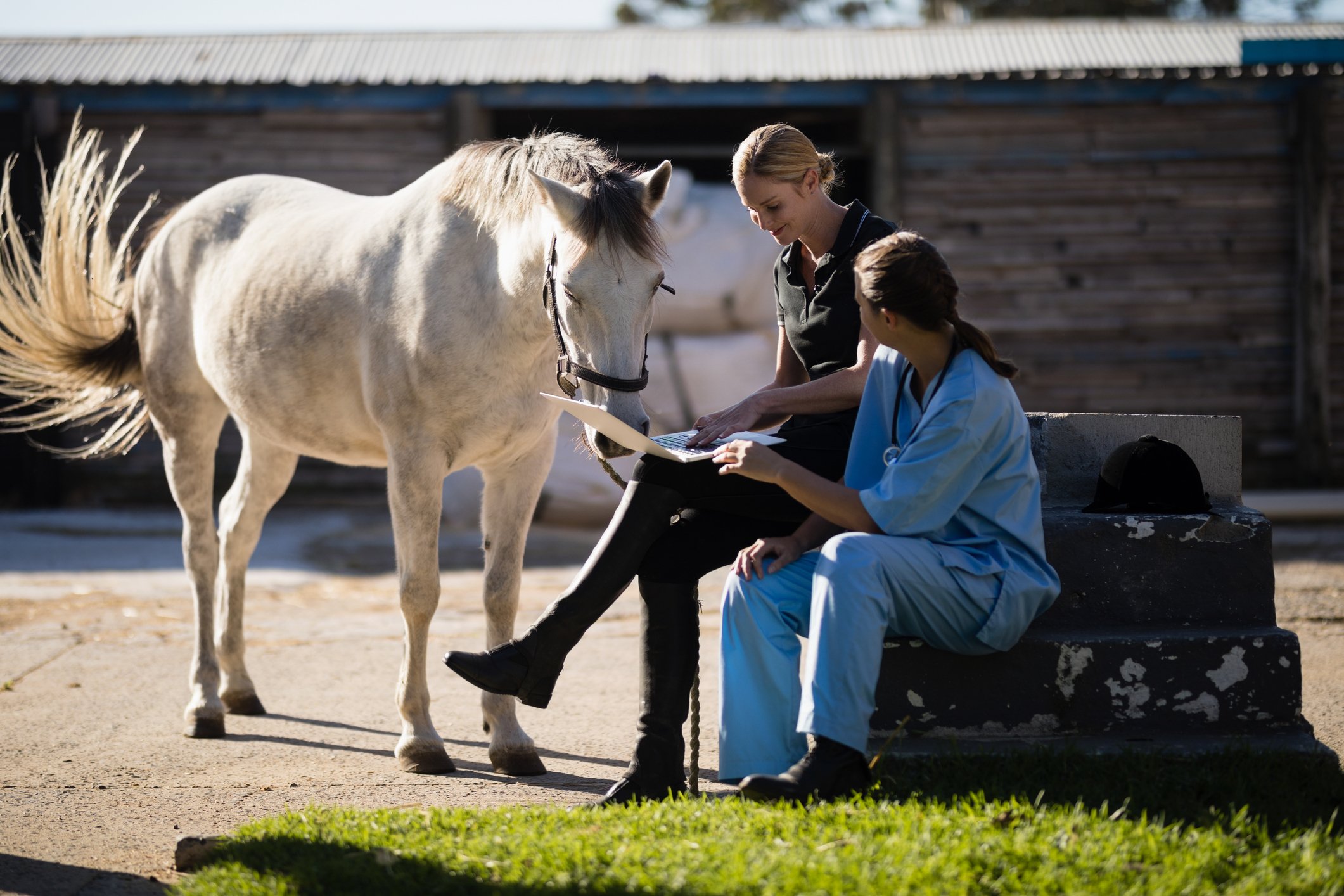 A veterinarian and a woman sitting on a bench with a white horse outside during the daytime. coordinated equine care equine technology