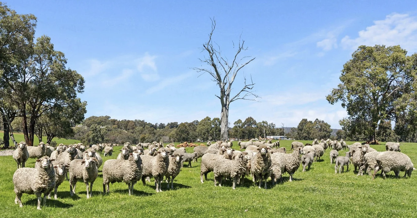A flock of sheep on green grass with trees and a blue sky in the background.