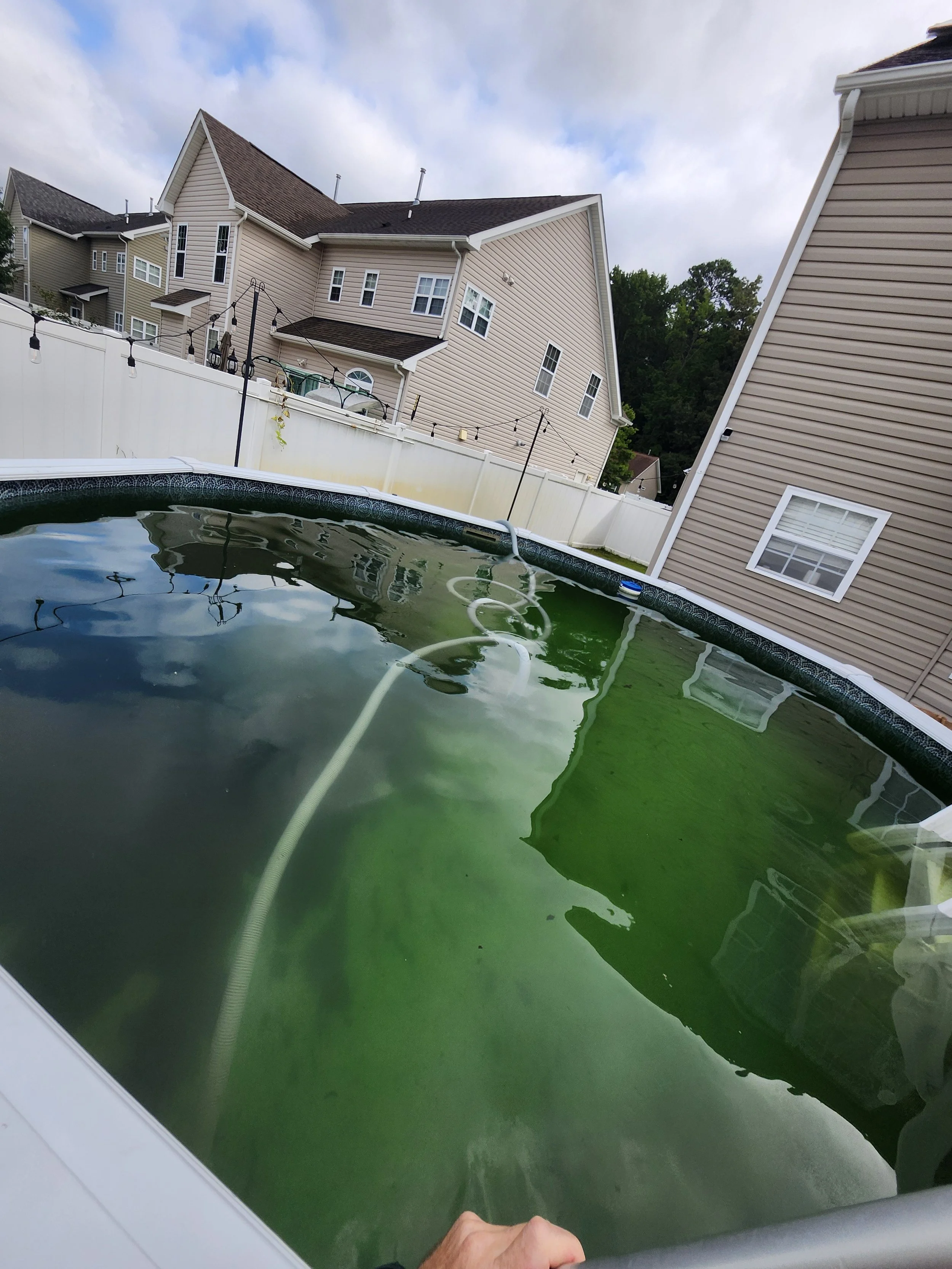 A thick layer of algae