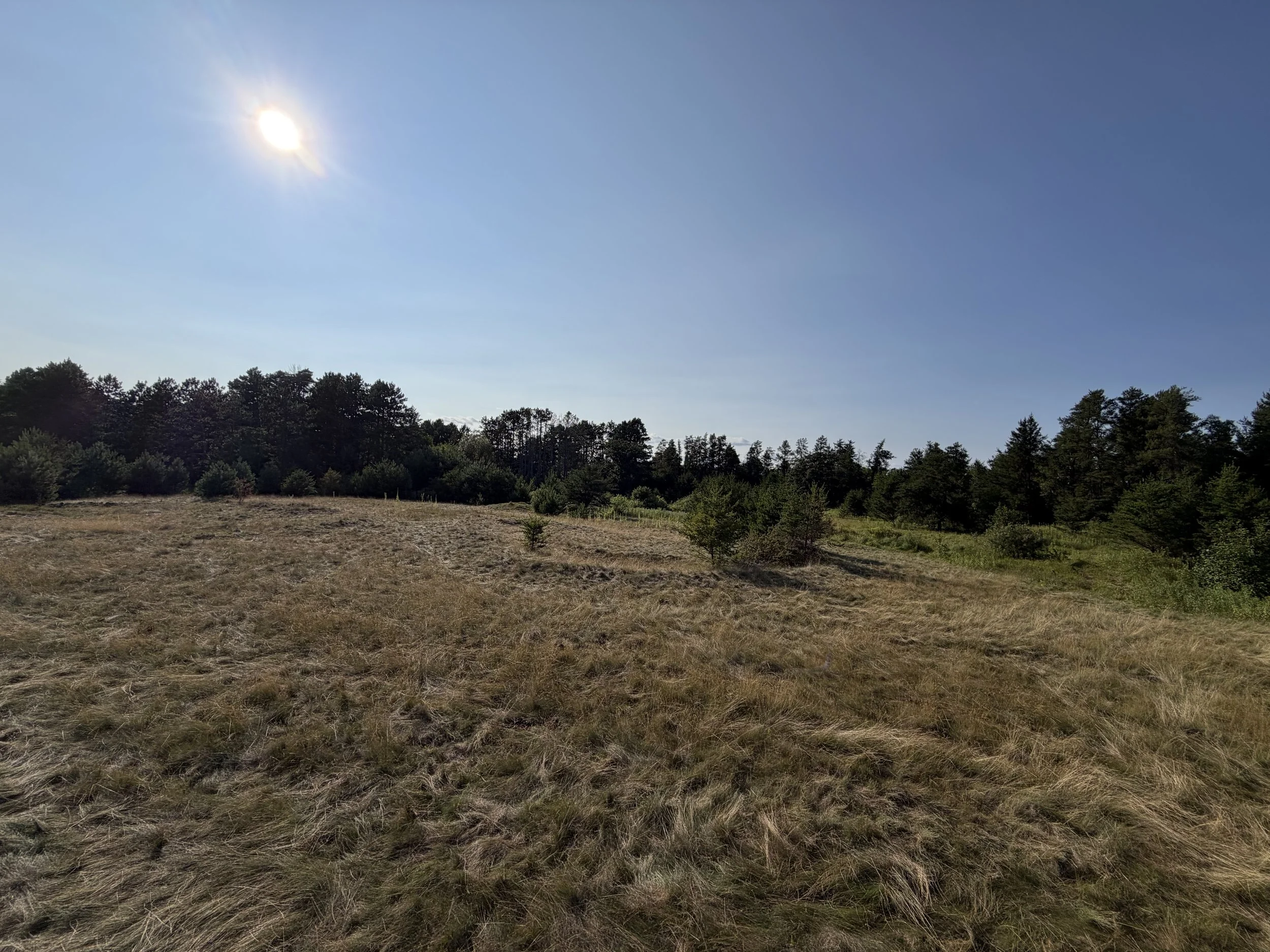 Pasture#3