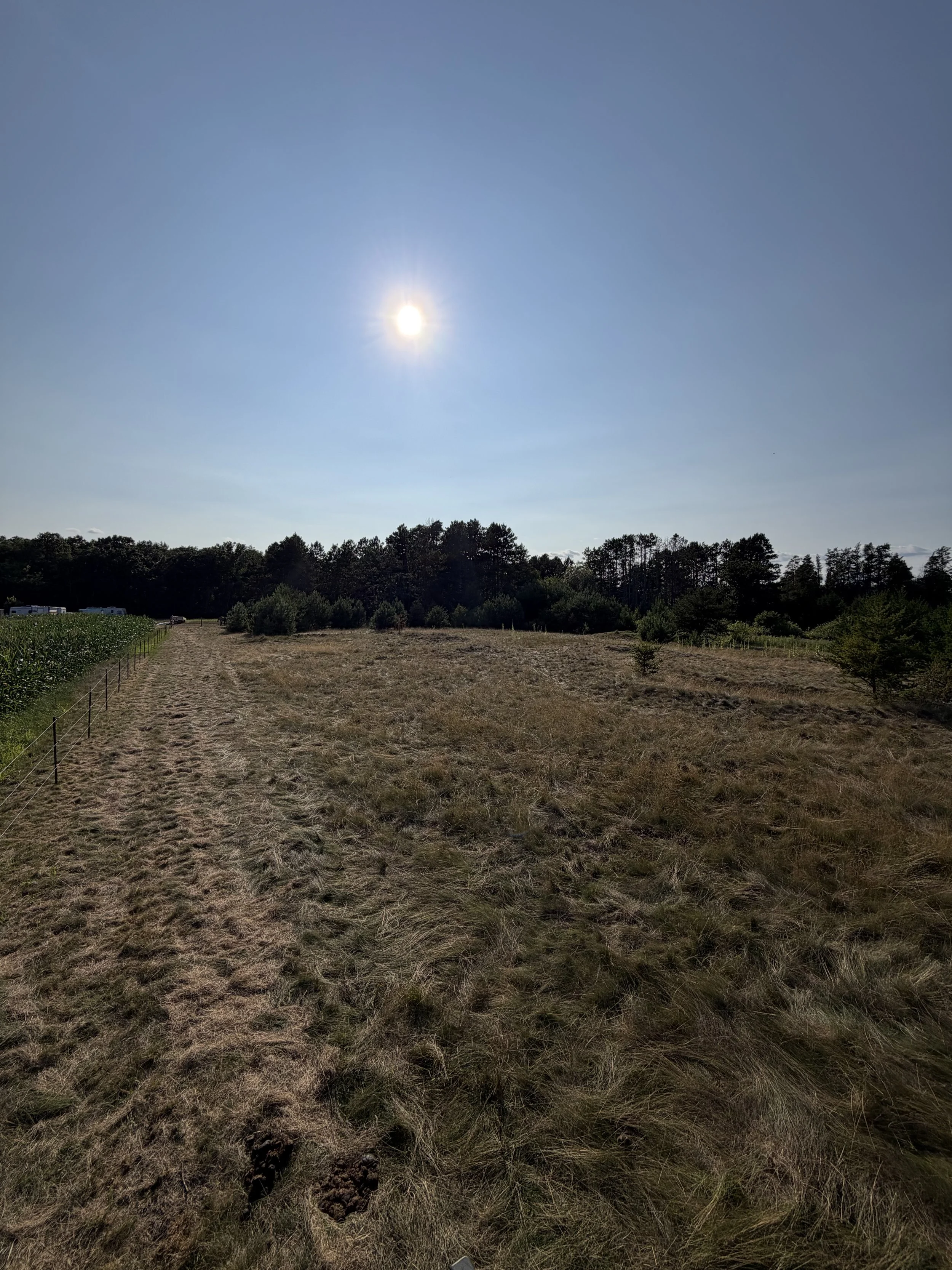 Pasture#3