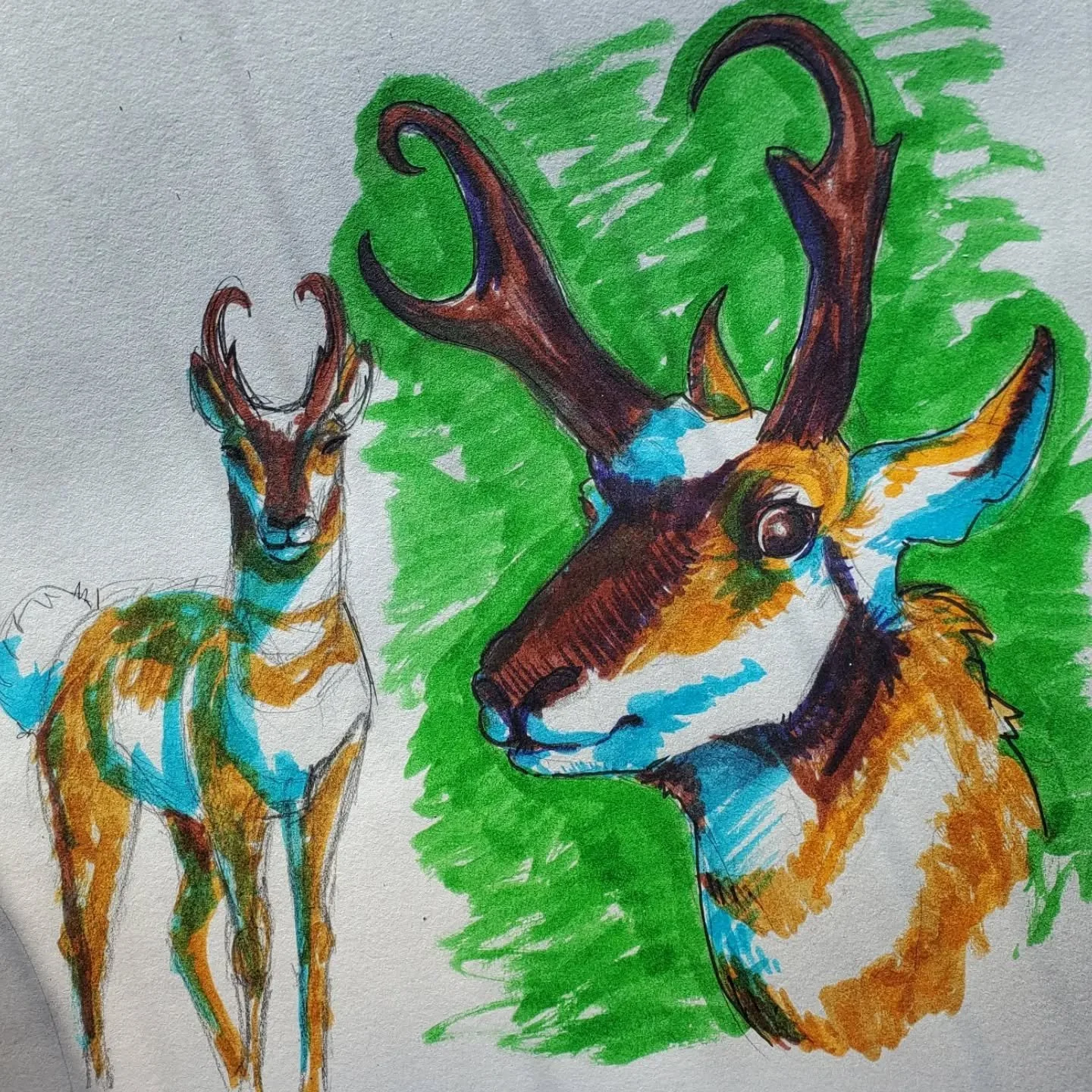 Pronghorn!

The closest relatives to these fellas is giraffes, I can see it the more I draw them. They are literally the hardest little suckers to draw. They are everywhere, I see them everyday but I have no clue how to draw them. What a funky ungula
