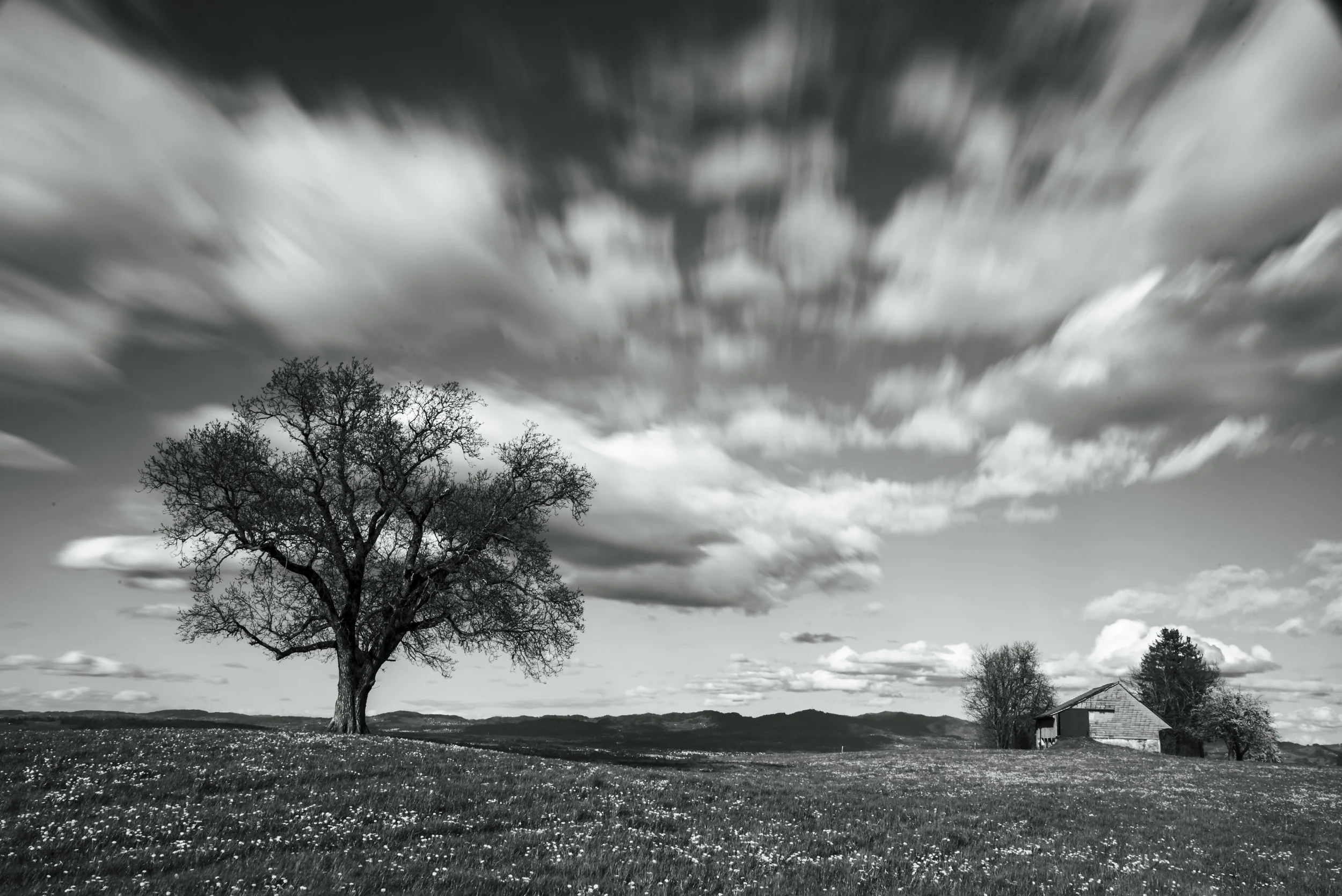 fine-art-photograph-black-and-white-tree-switzerland-hillside.jpg