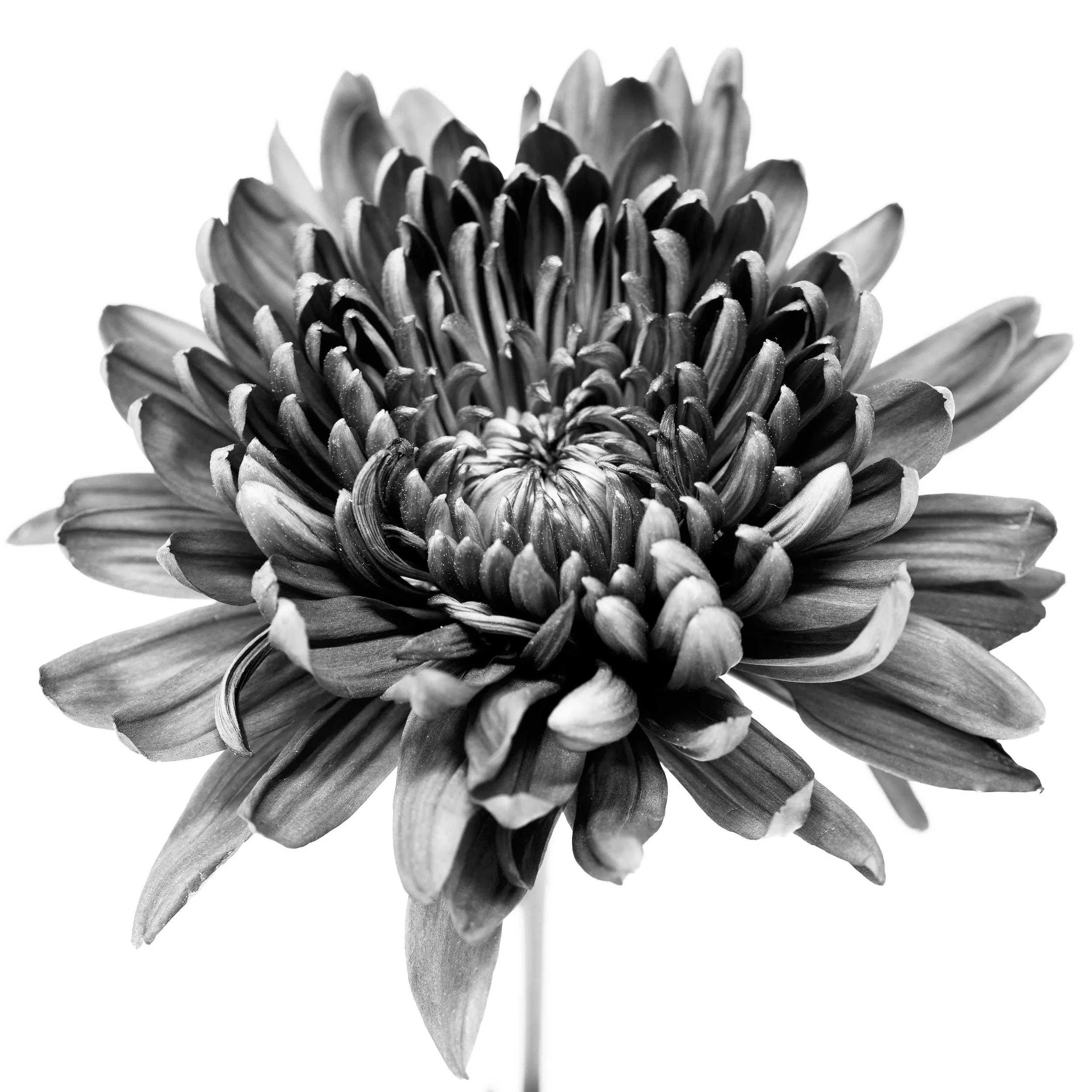 Square black-and-white image of a chrysanthemum