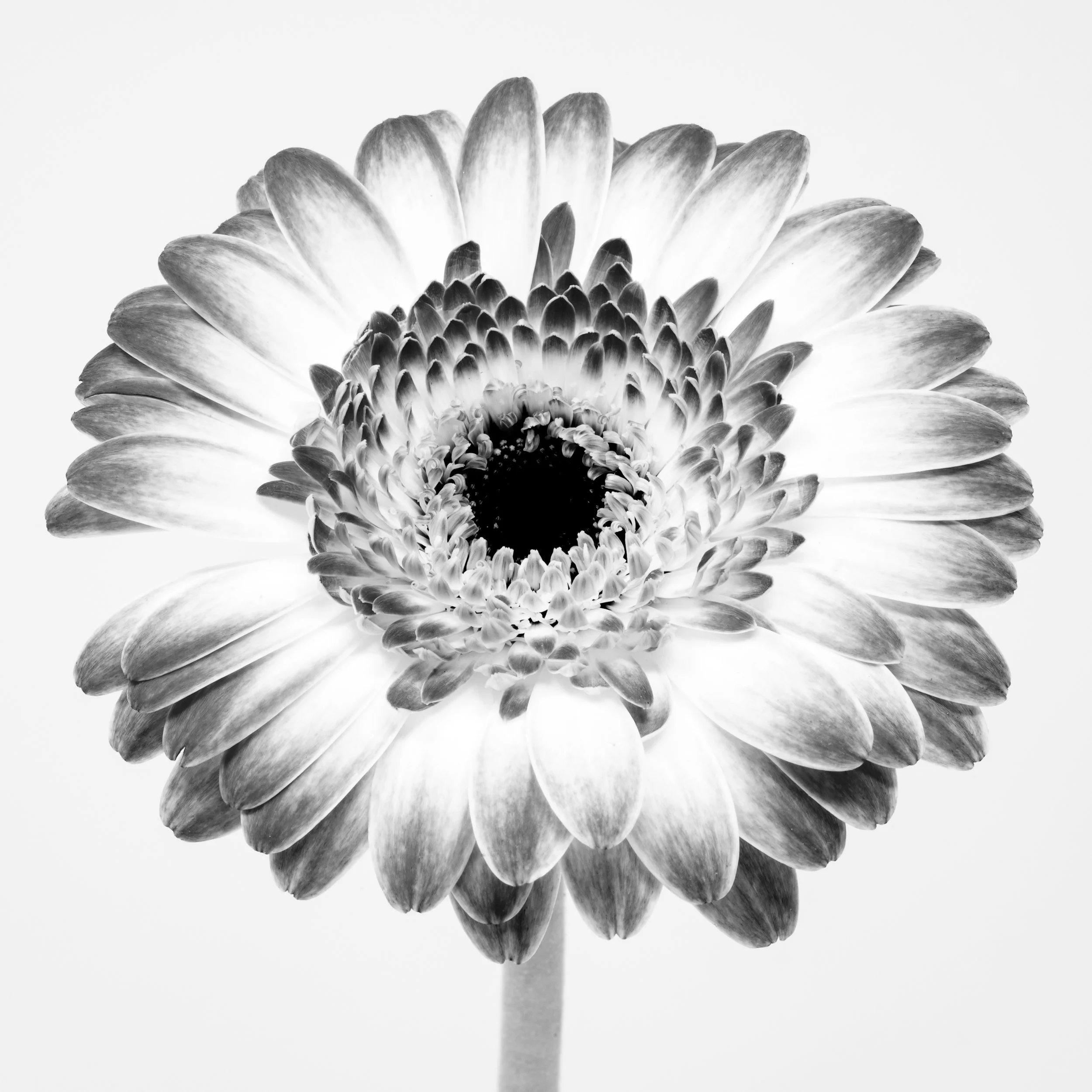Square black-and-white image of a Gerber Daisy