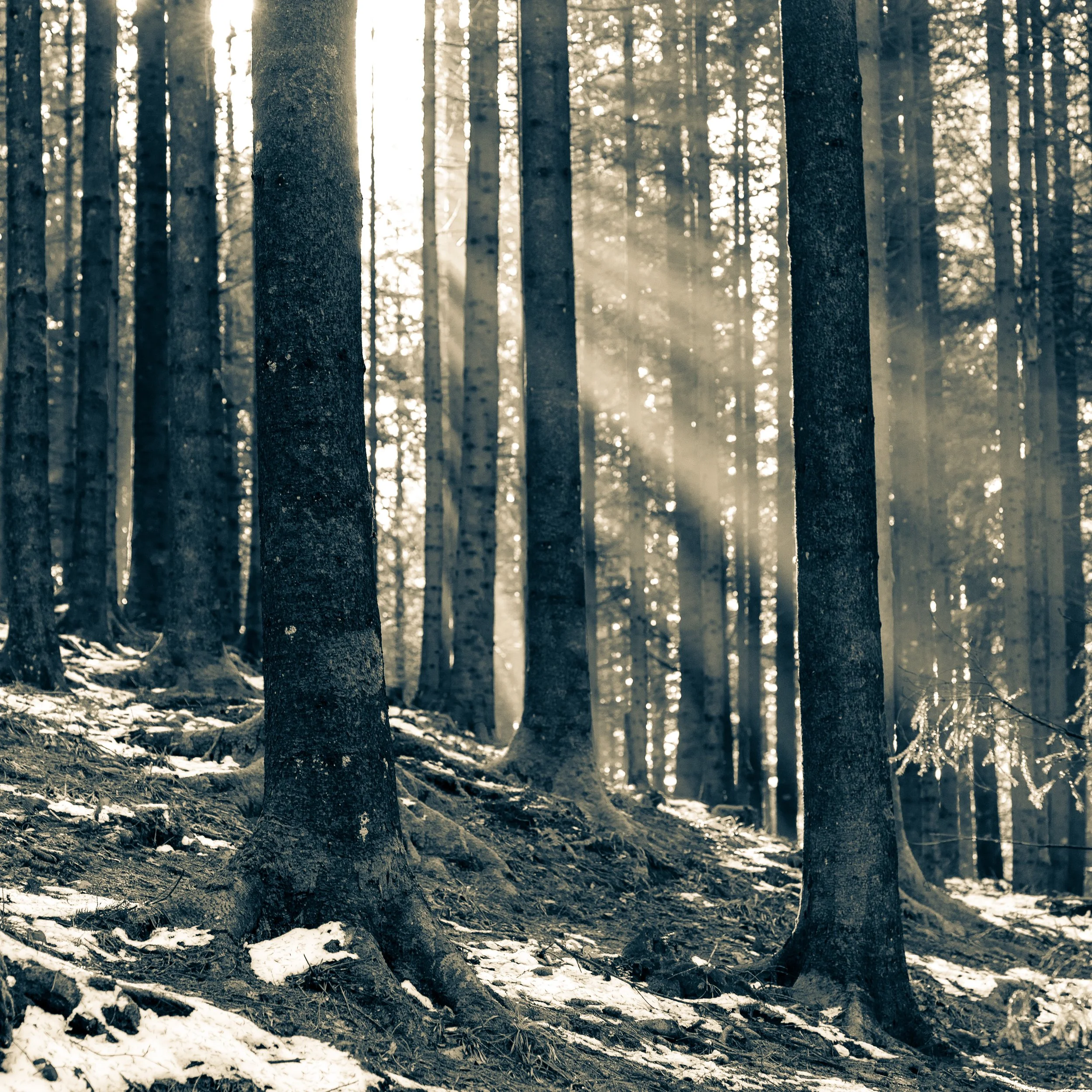 black-and-white-fine-art-photograph-trees-forest-lightrays.jpg