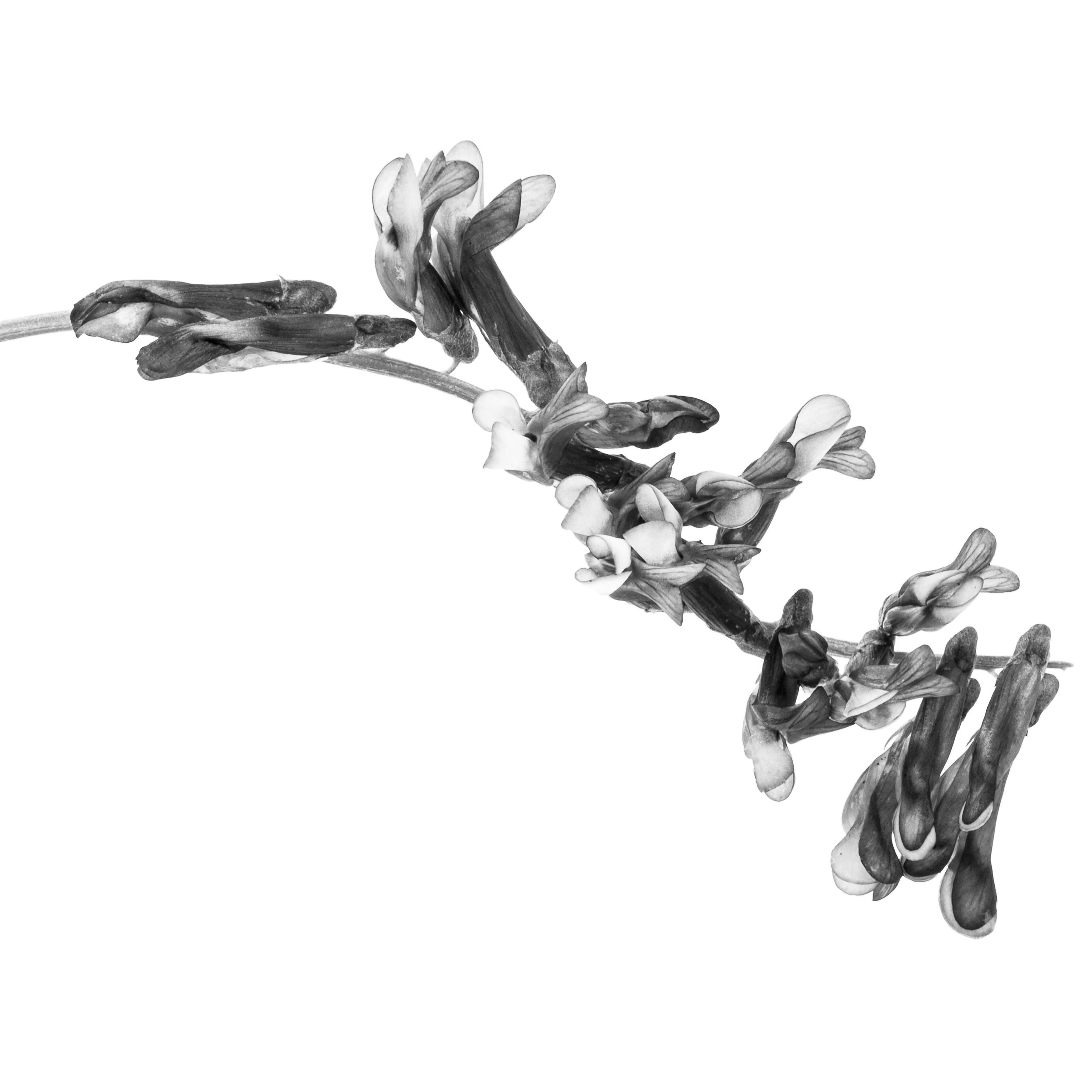 Square black-and-white image of a flower