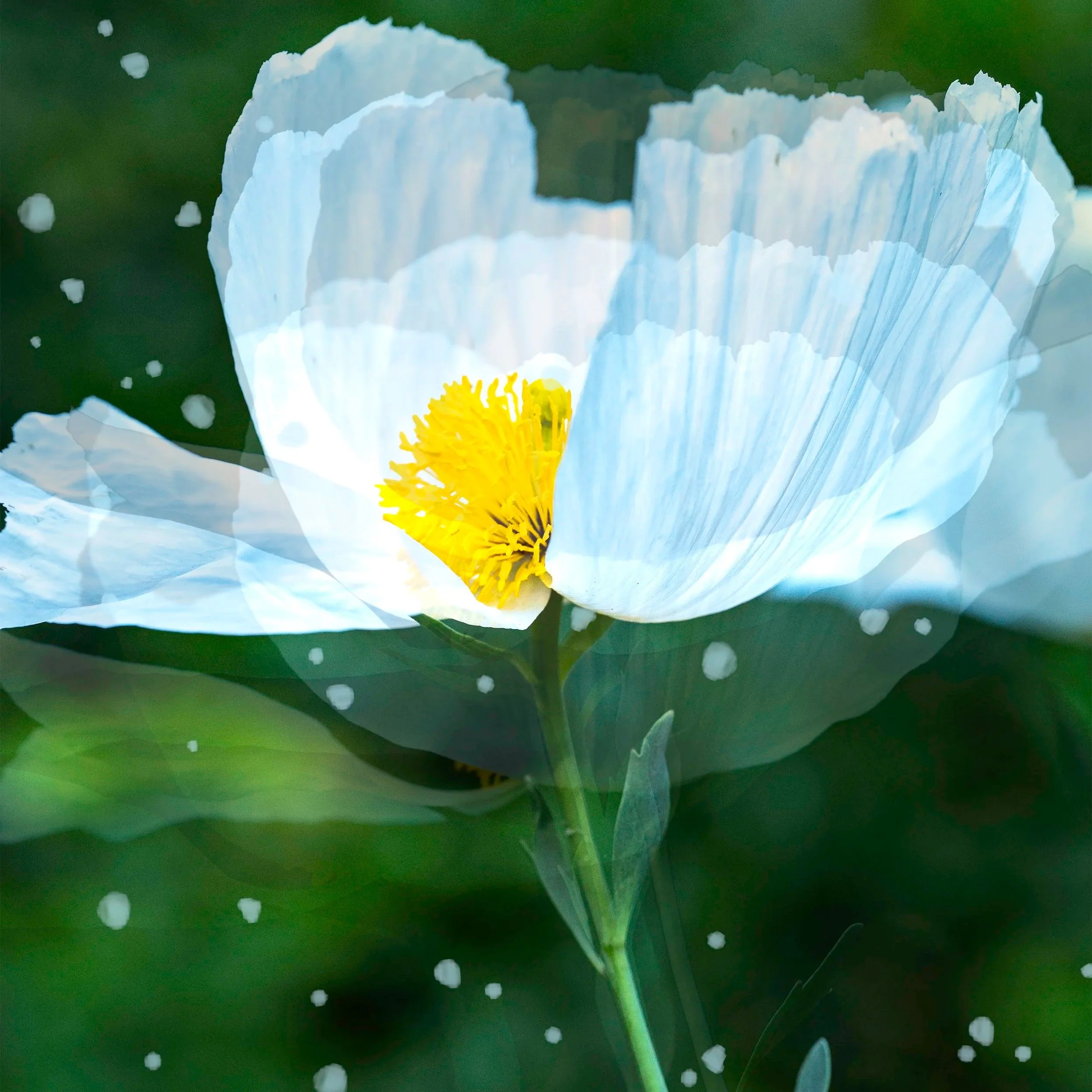multiple-exposure-art-photograph-poppy-02.jpg