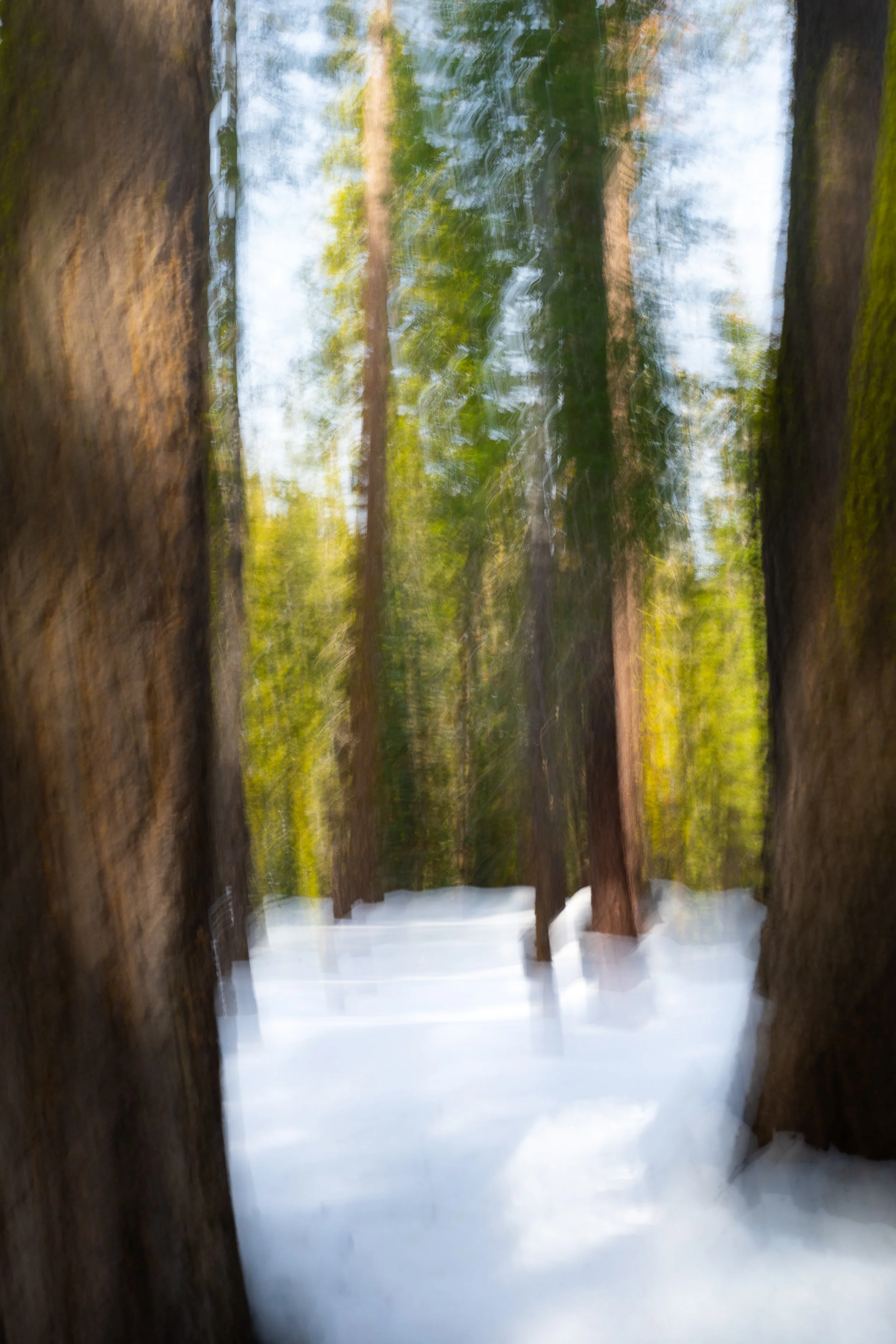 intentional-camera-motion-art-photograph-trees-snow-01.jpg