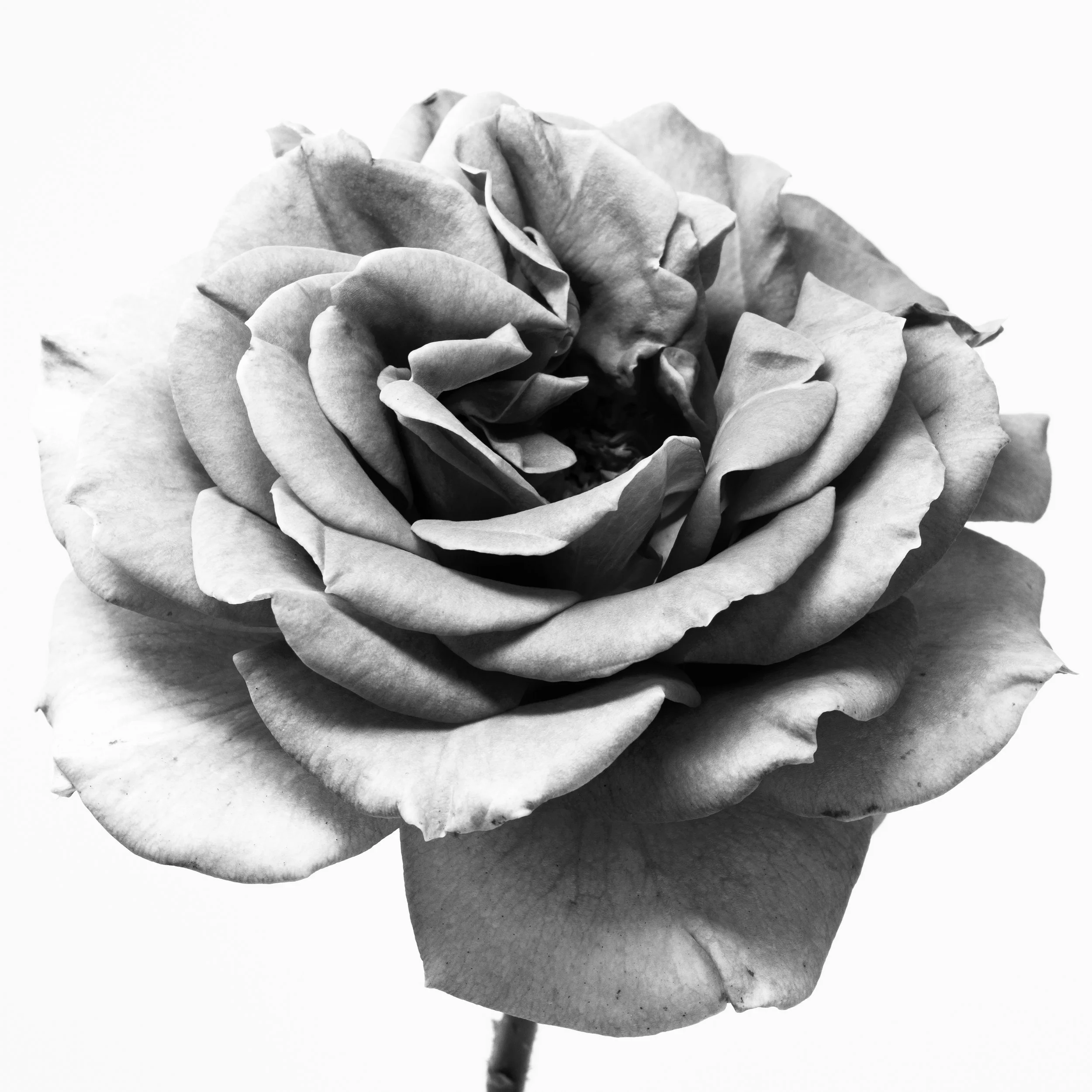 Square black-and-white image of a rose in full bloom