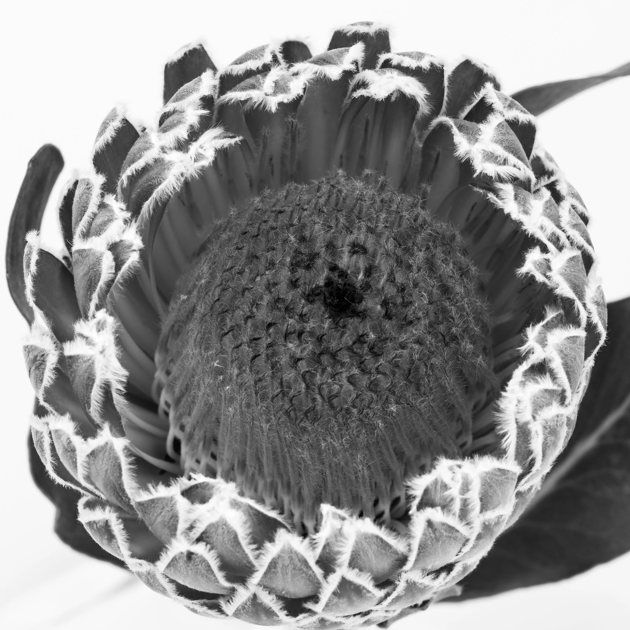 Square black-and-white image of a Proteus flower