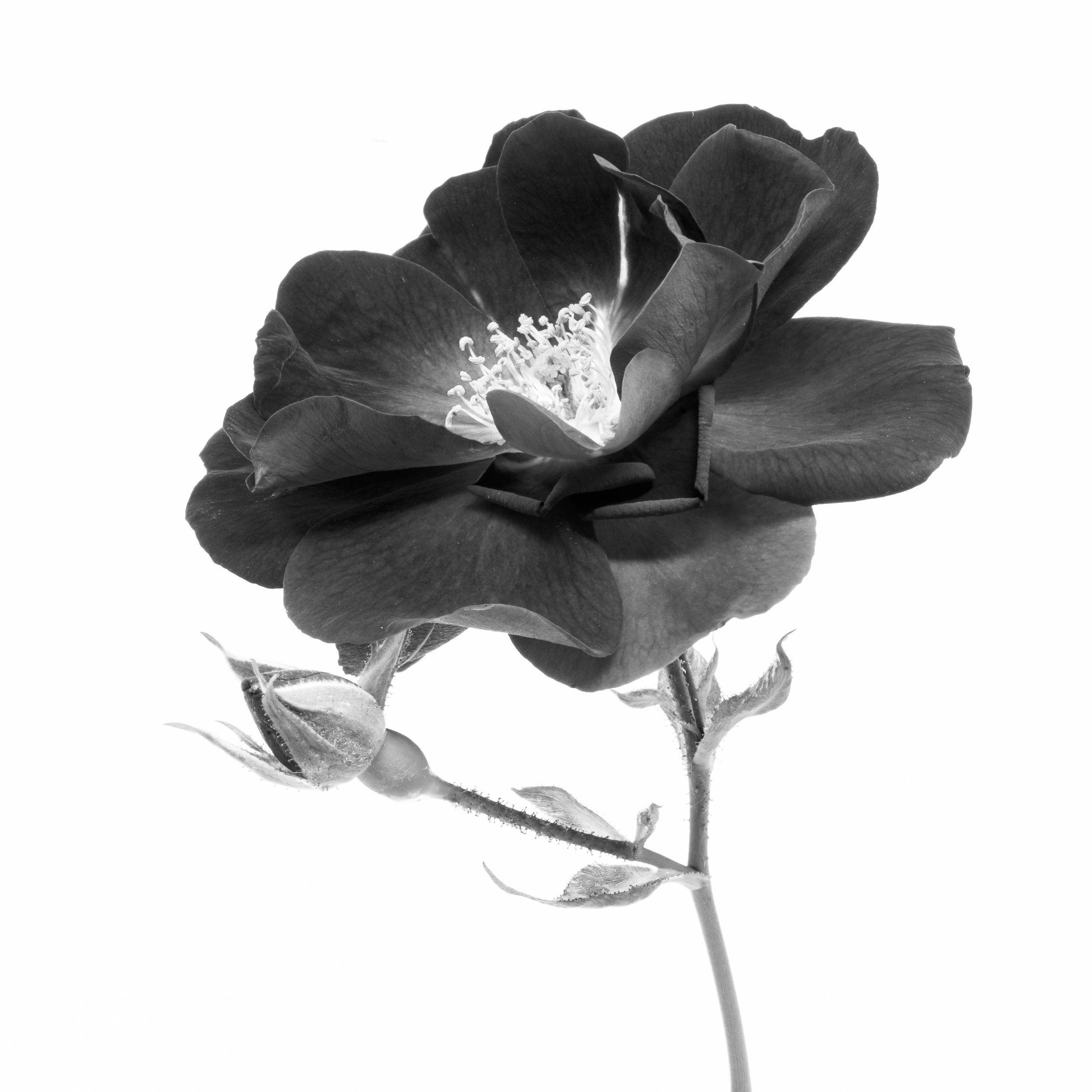 Square black-and-white image of a flower