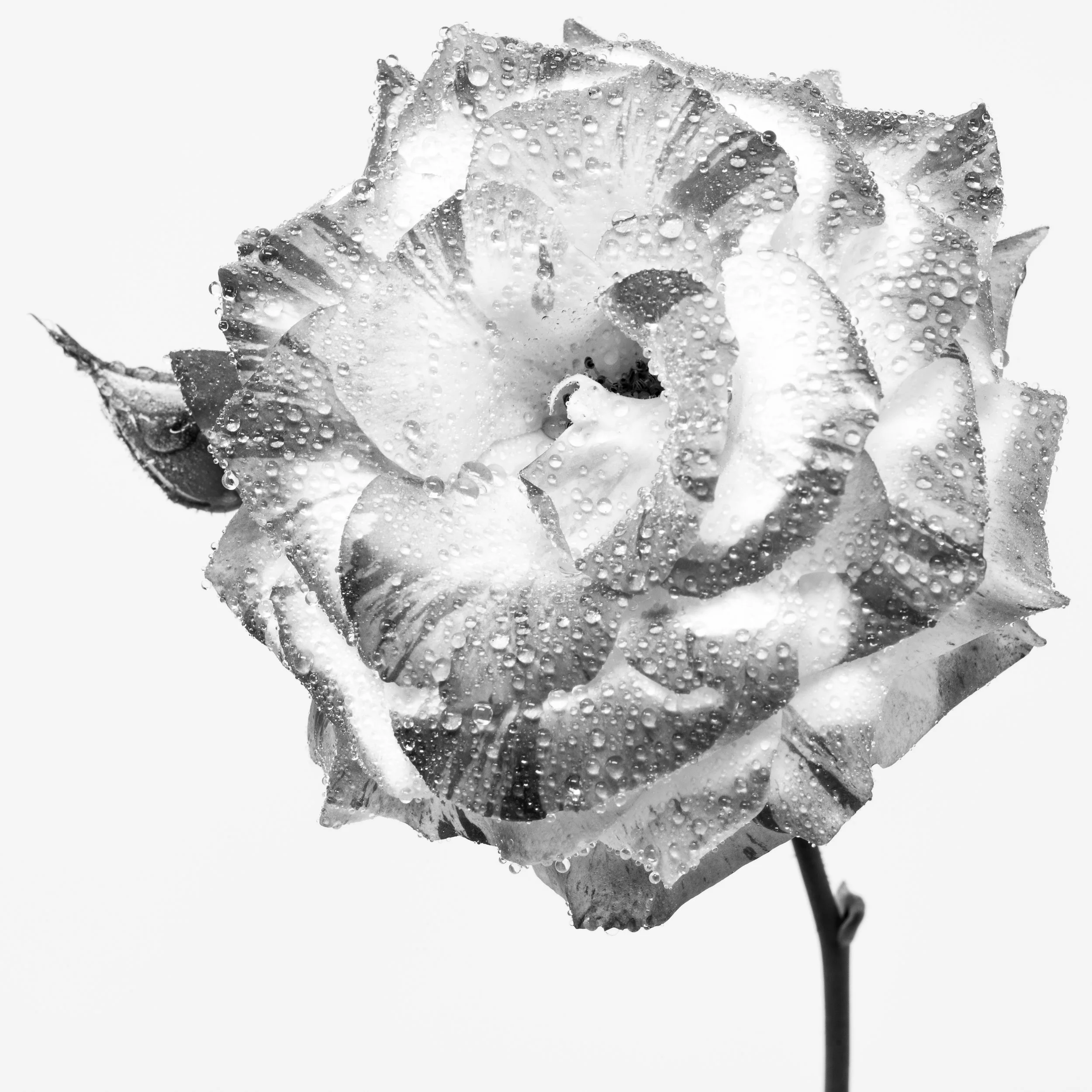 Square black-and-white image of a rose